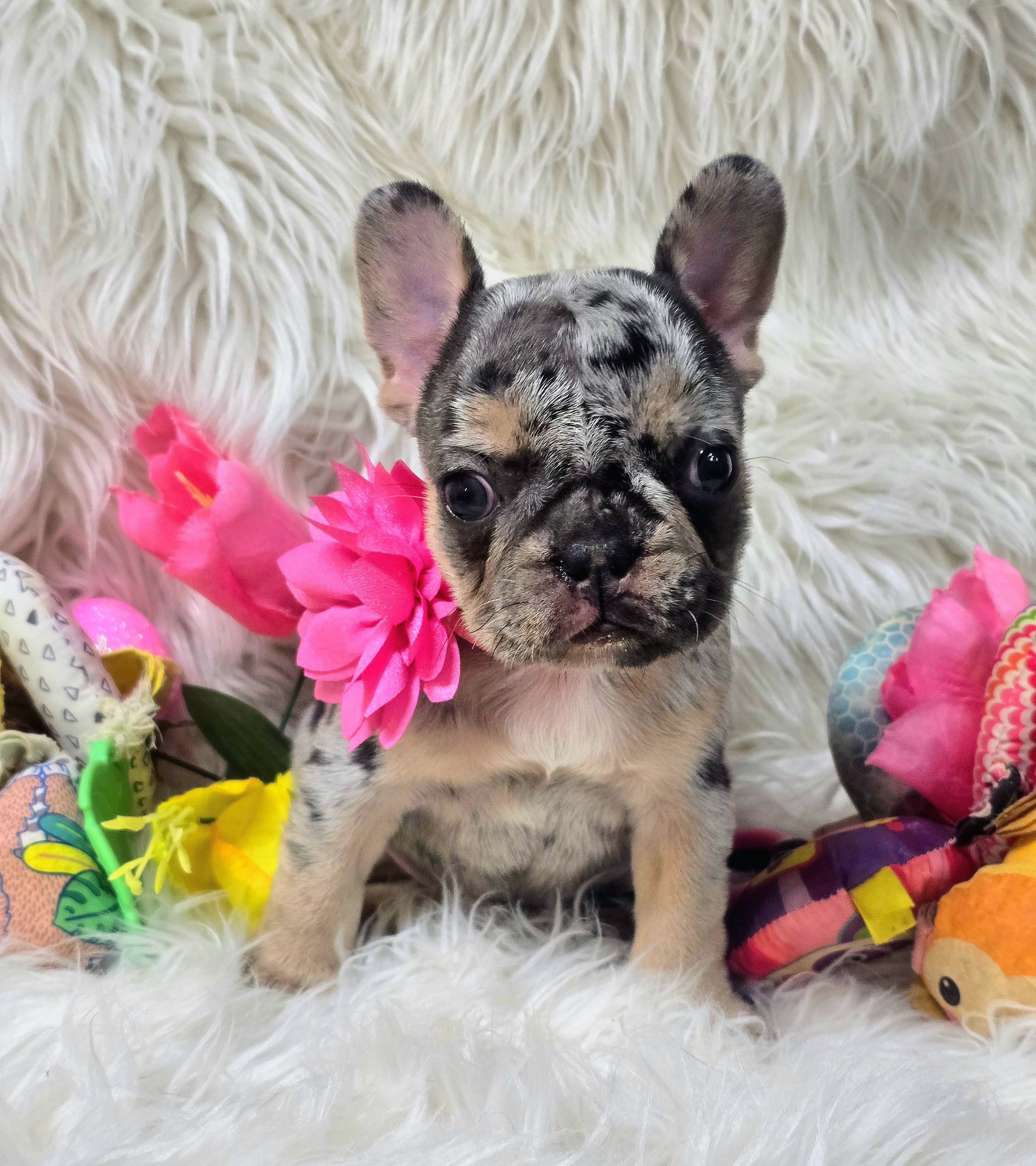 Picasso la – French Bulldog puppy for sale in Lebanon, MO