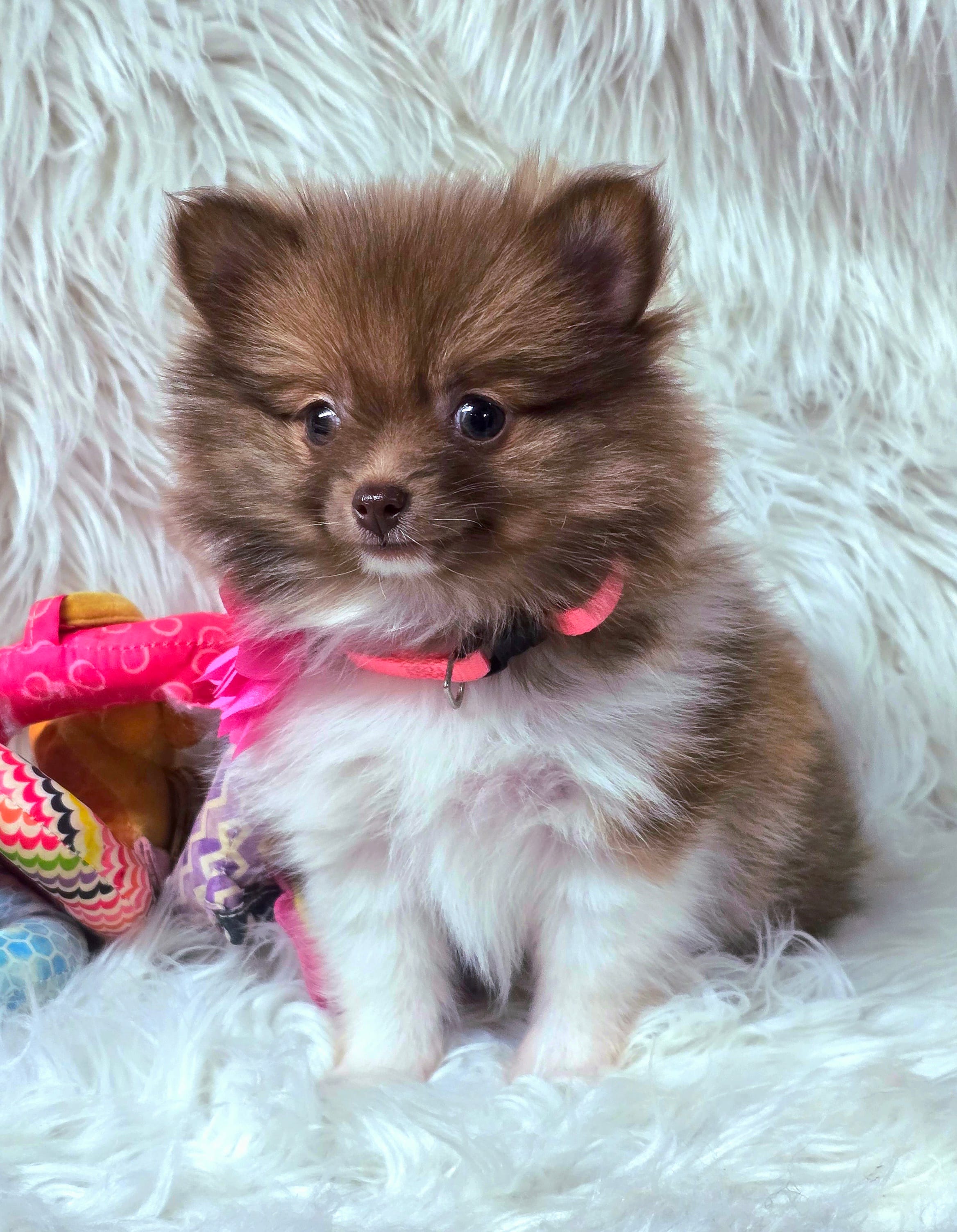 Cammie – Pomeranian puppy for sale in Lebanon, MO