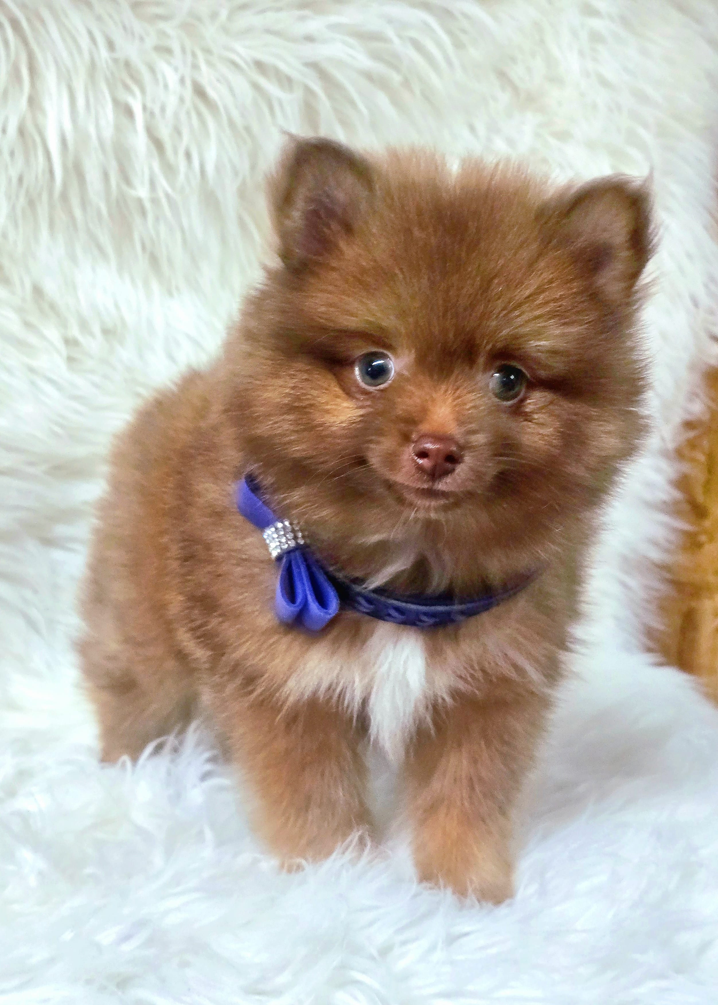 Cody – Pomeranian puppy for sale in Lebanon, MO