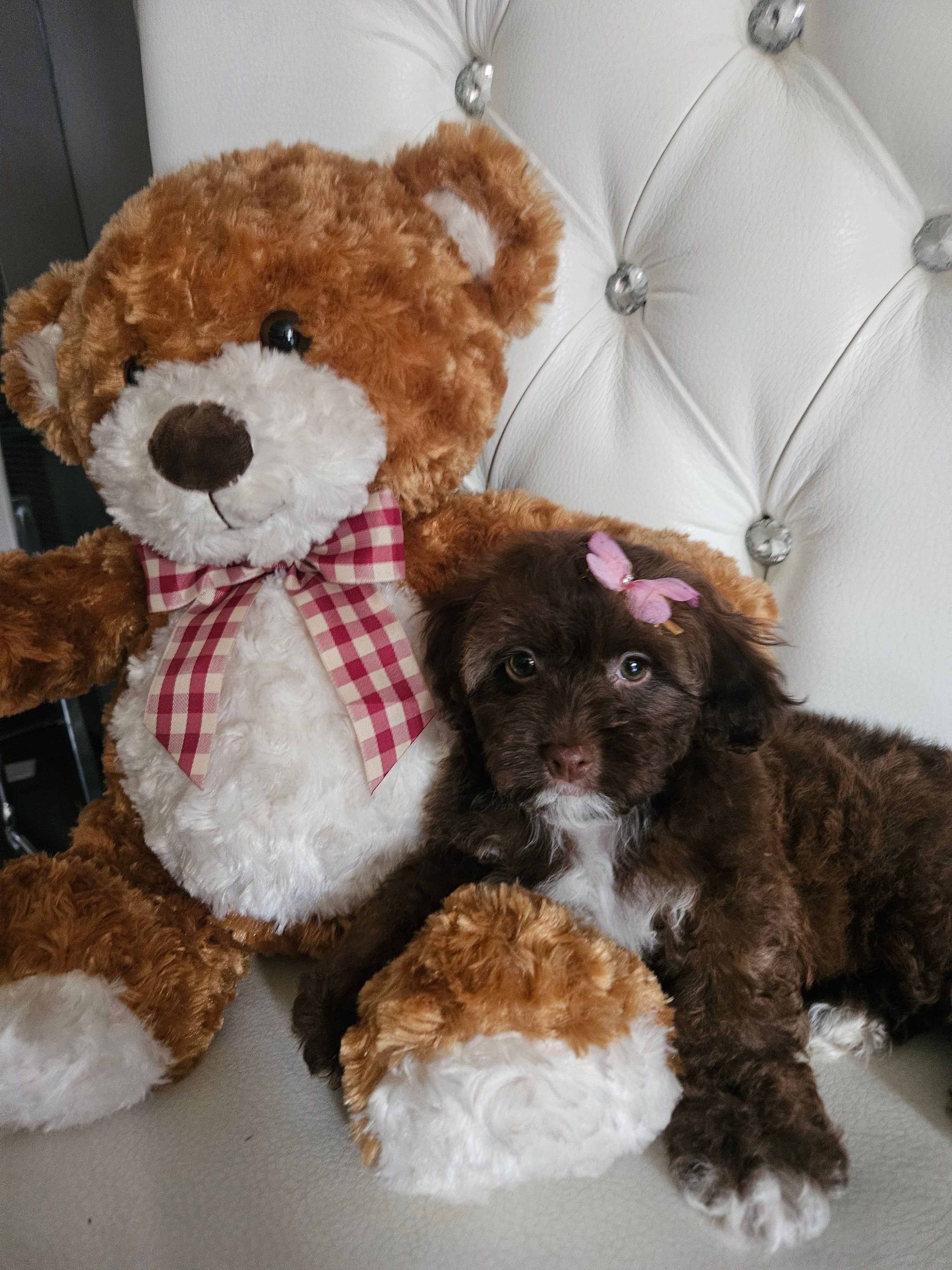 Shih-pou  – Shihpoo puppy for sale in Inglewood, CA