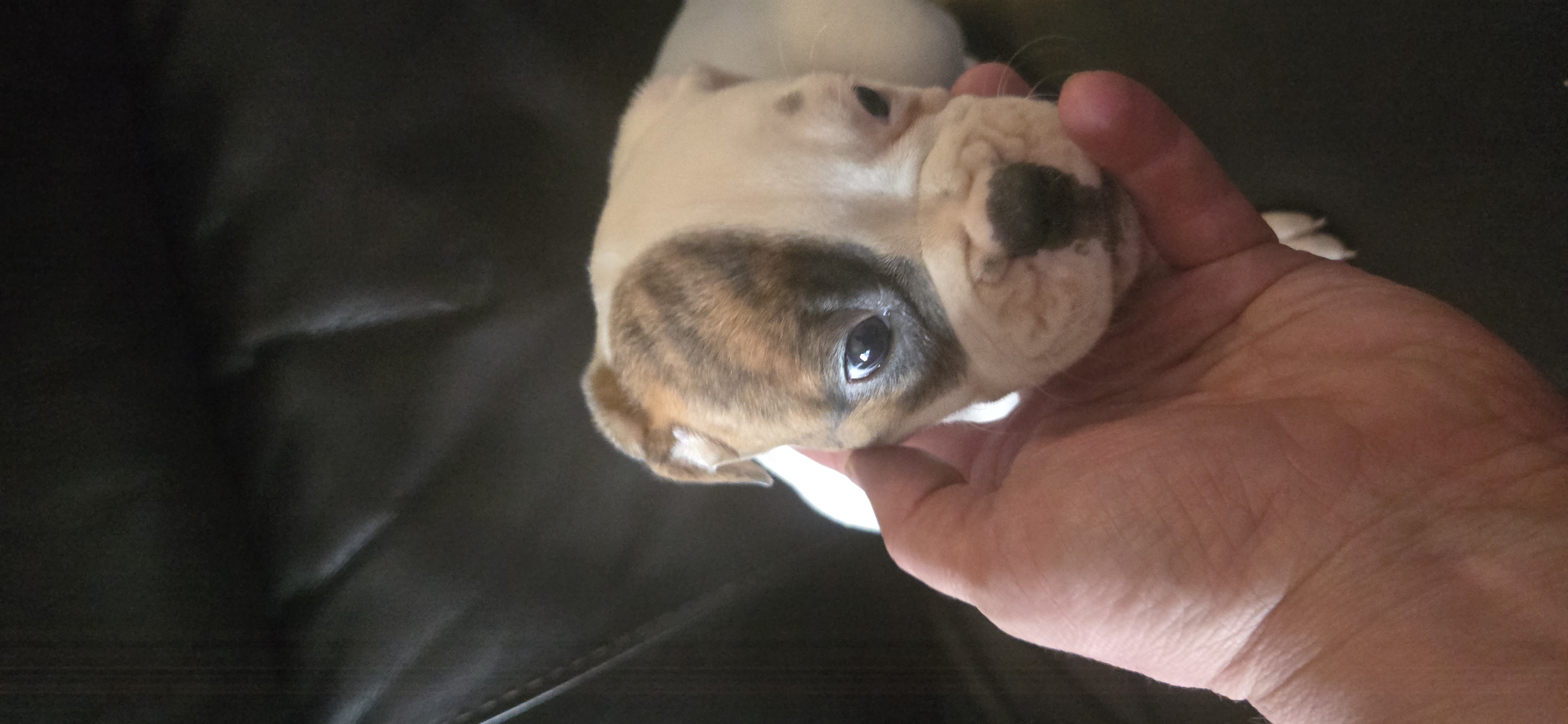 Patches  – American Bulldog puppy for sale in Chesterton, IN