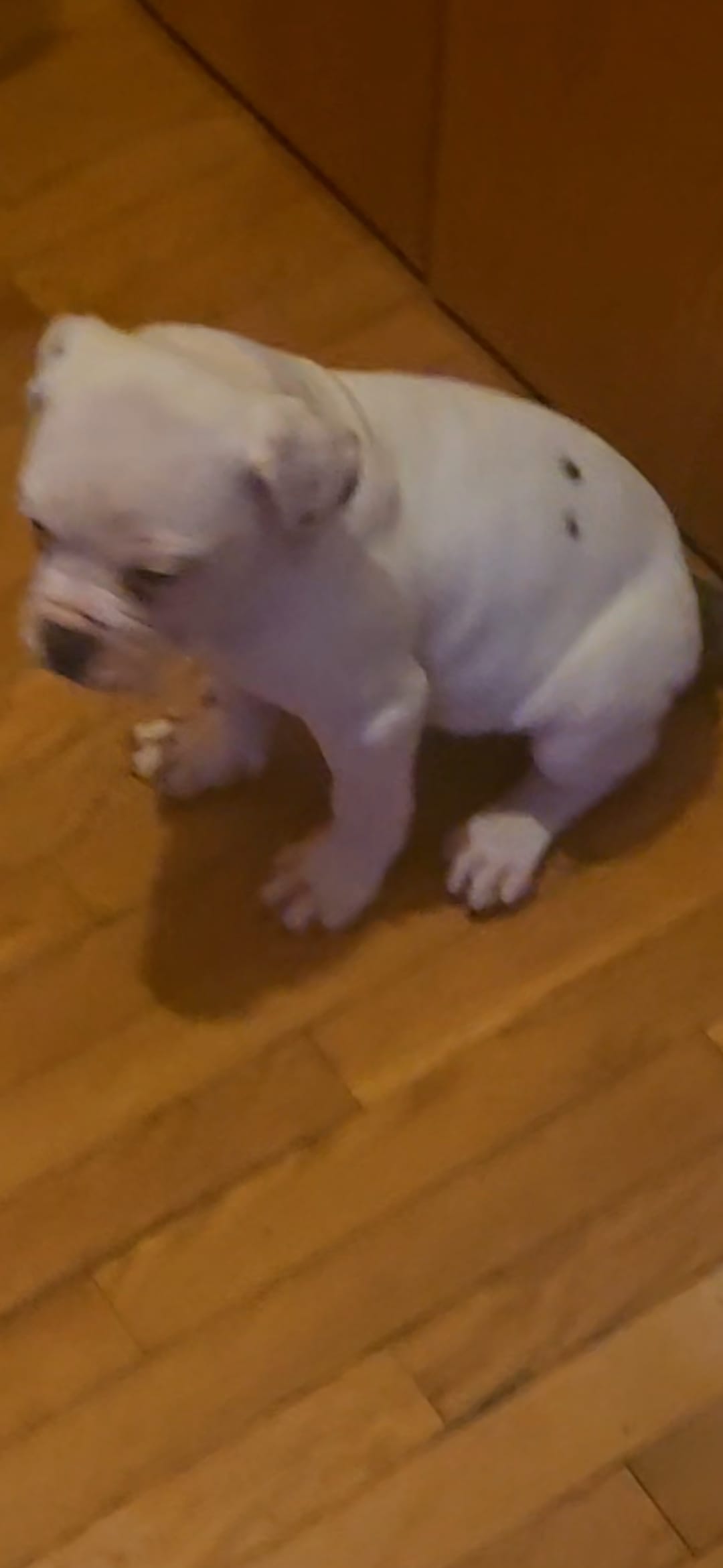 Moose – American Bulldog puppy for sale in Chesterton, IN