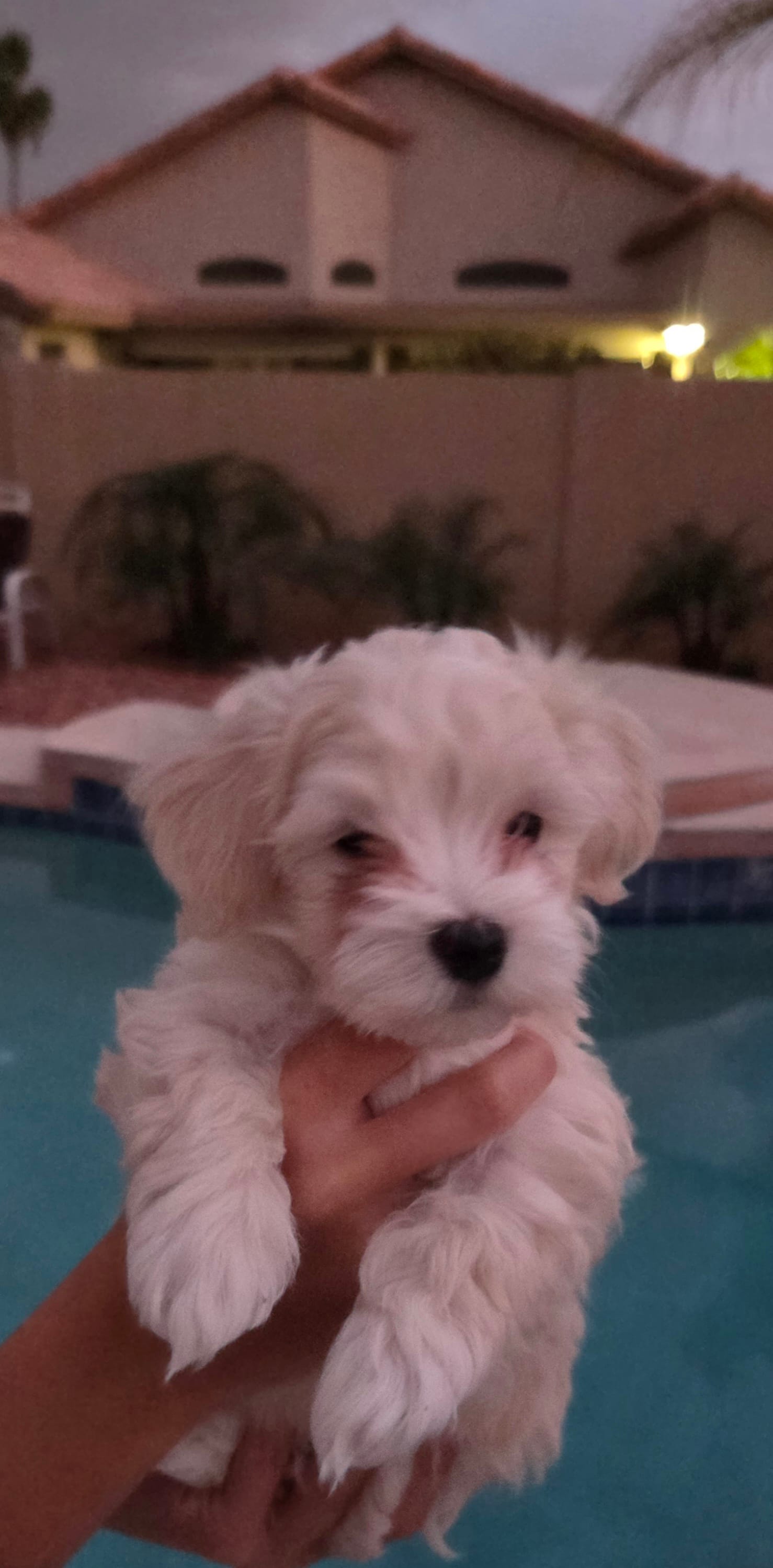 Coco – Maltese, Poodle - Toy  puppy for sale in Peoria, AZ