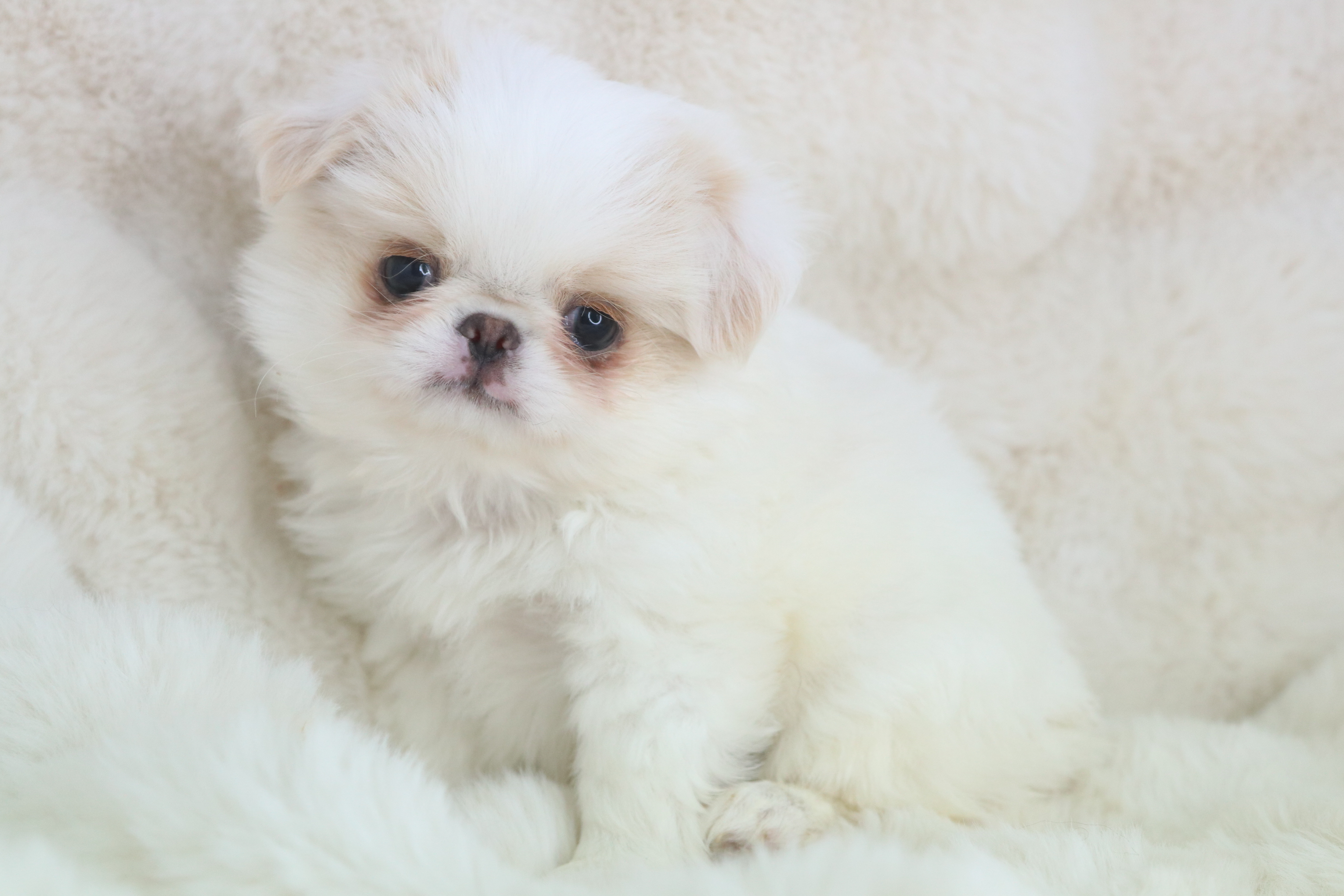 Oscar – Japanese Chin puppy for sale in Wheaton, MO