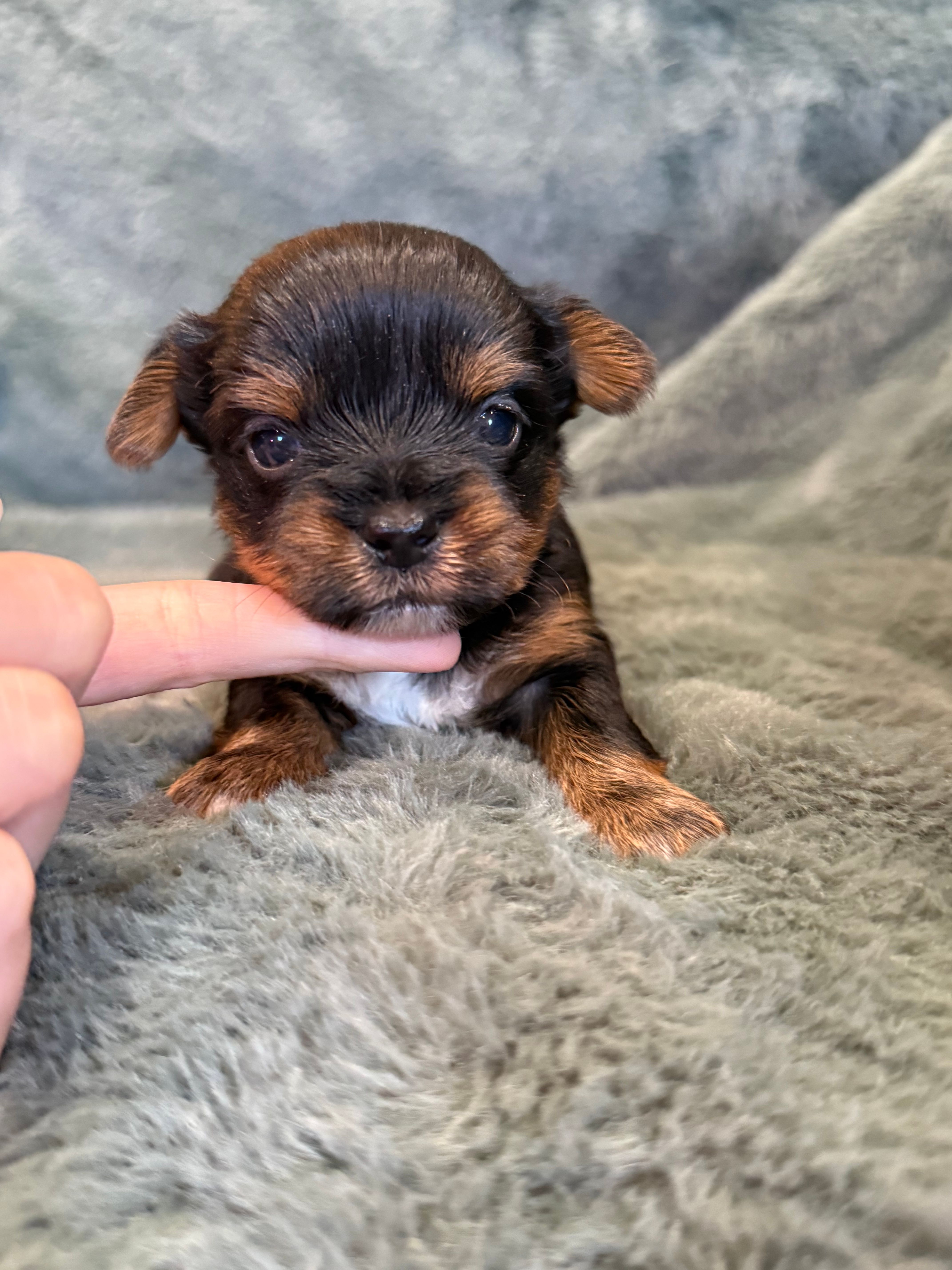 Dash – Yorkshire Terrier puppy for sale in Irvington, KY