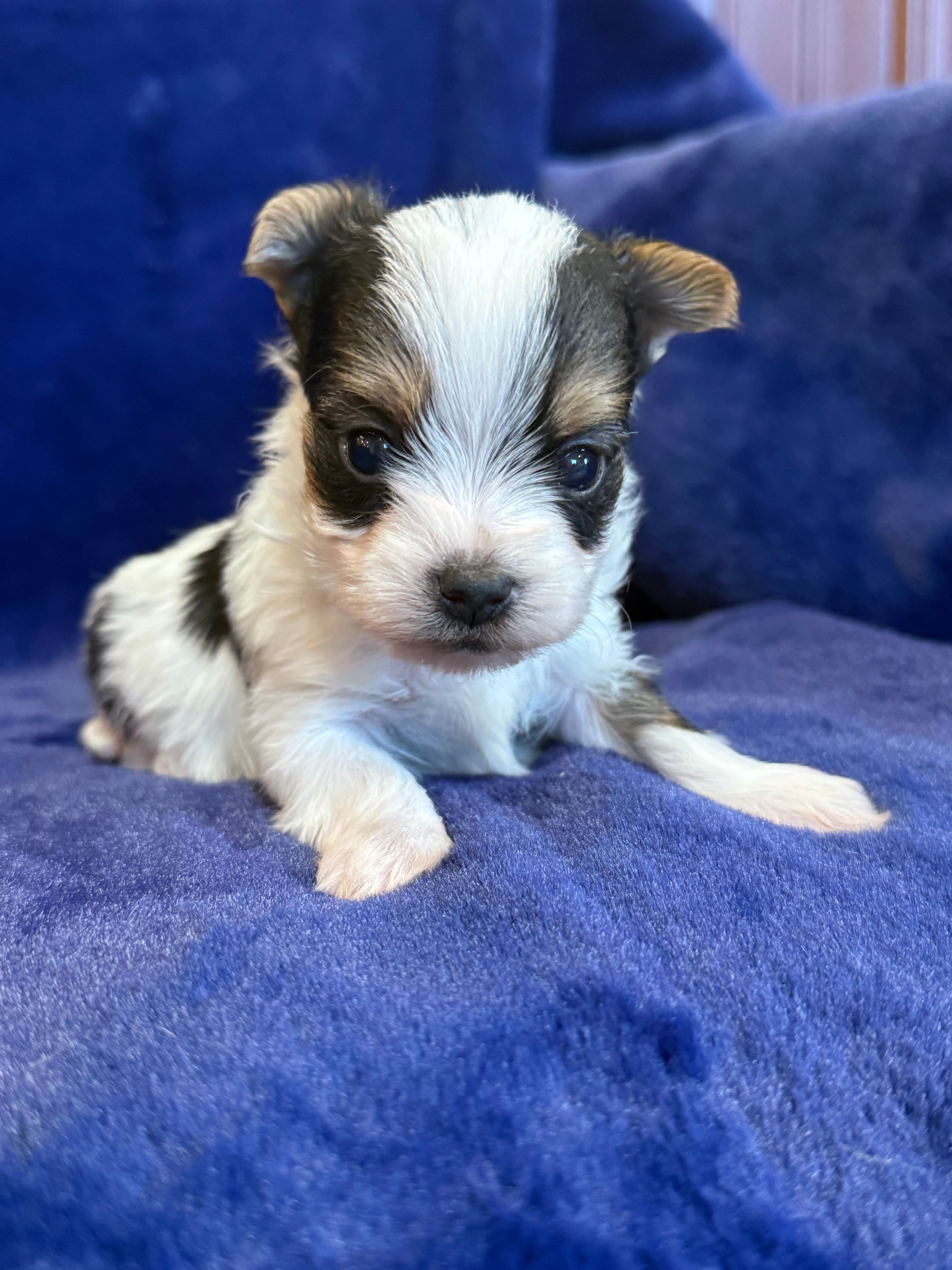 Yoshi – Yorkshire Terrier puppy for sale in Irvington, KY