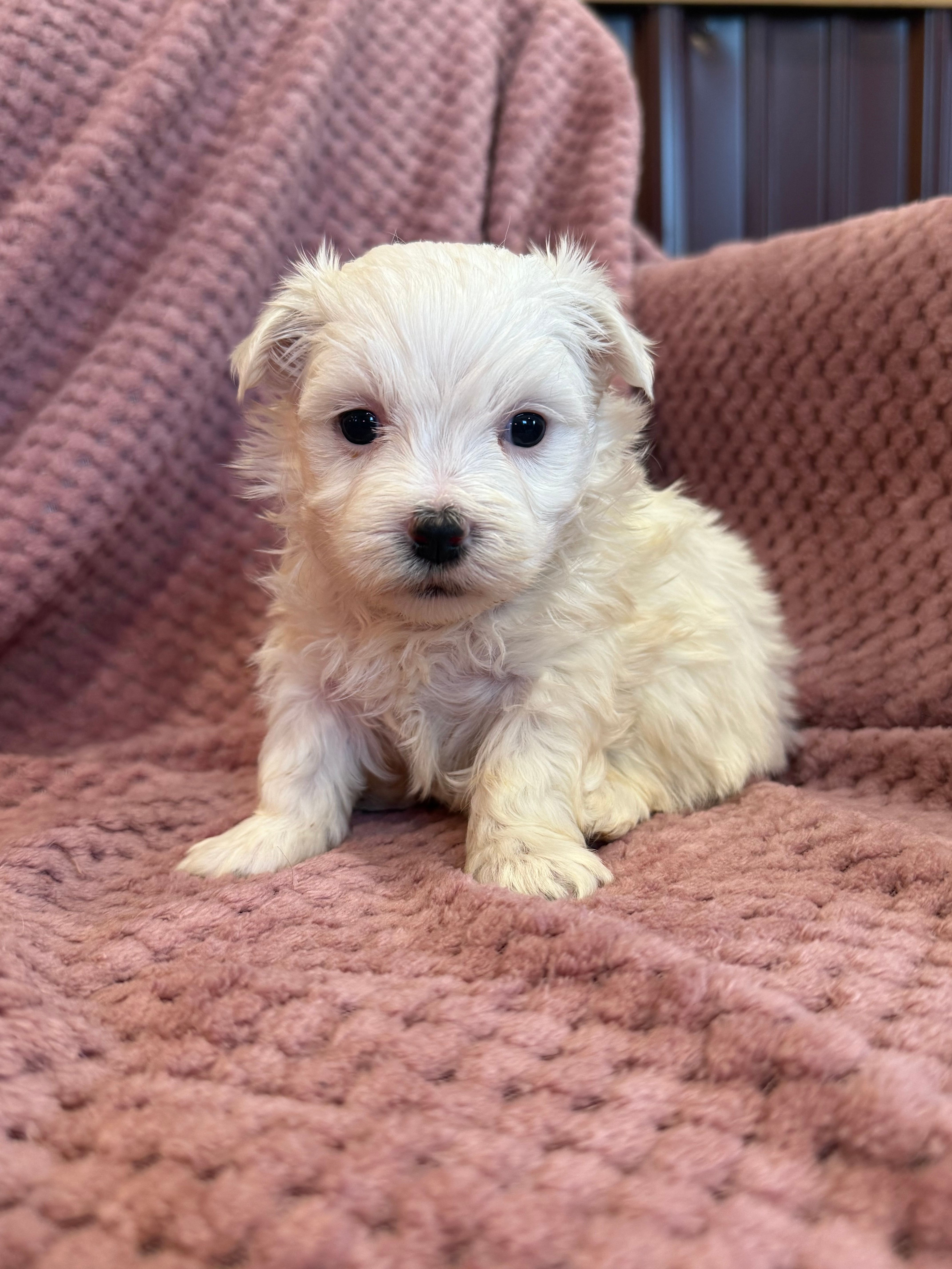Hannah – Maltese puppy for sale in Irvington, KY