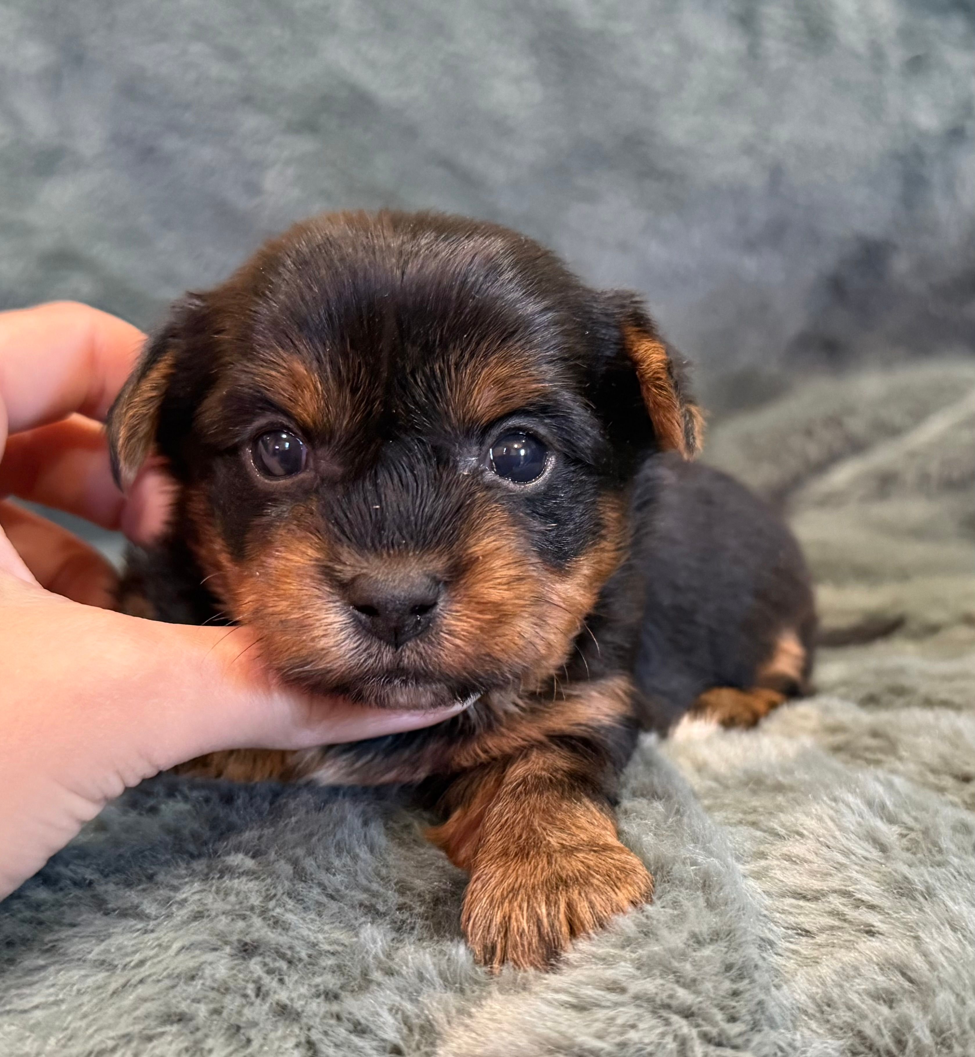 Dandelion – Yorkshire Terrier puppy for sale in Irvington, KY