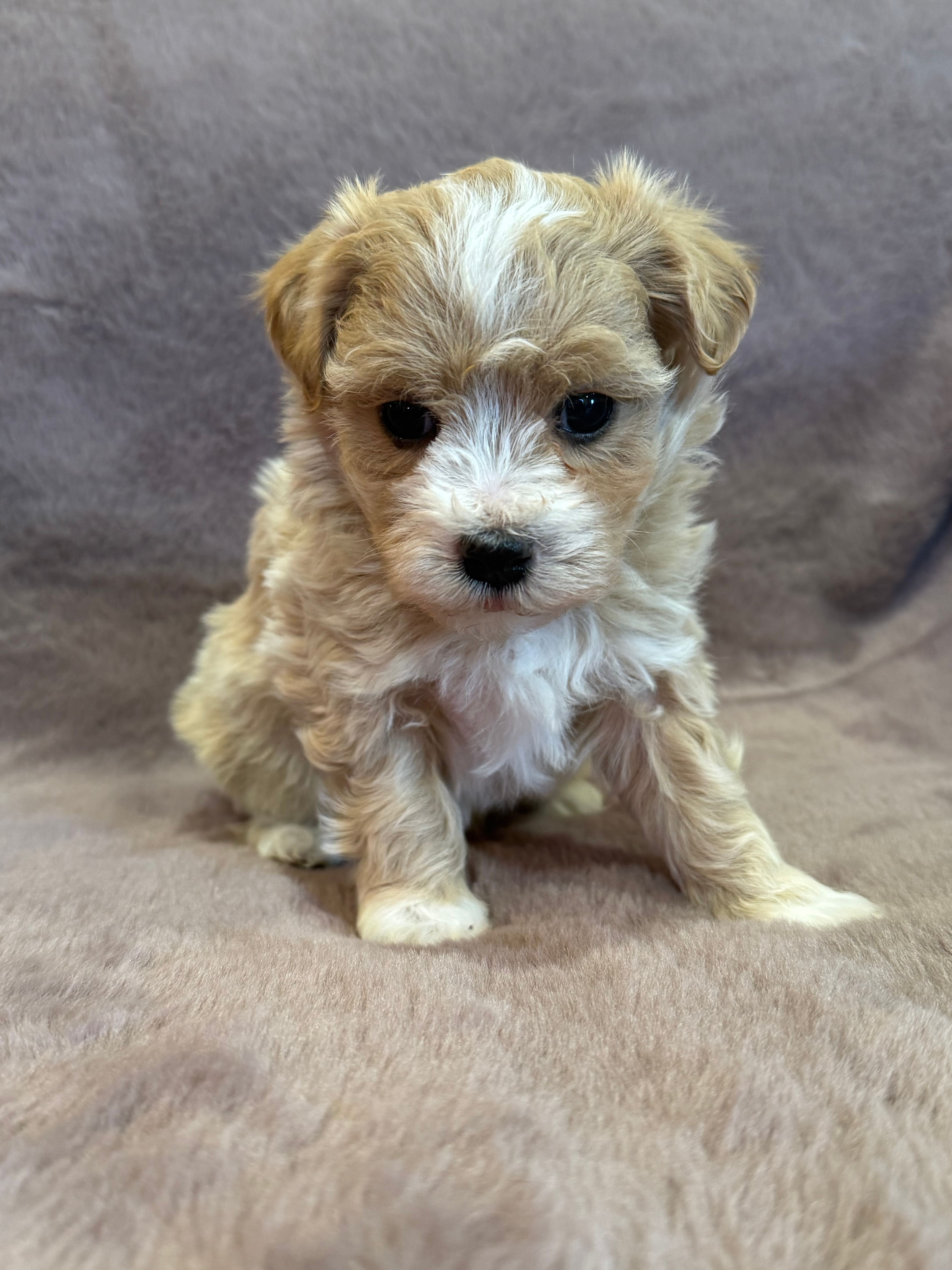 Trixie – Maltipoo puppy for sale in Irvington, KY