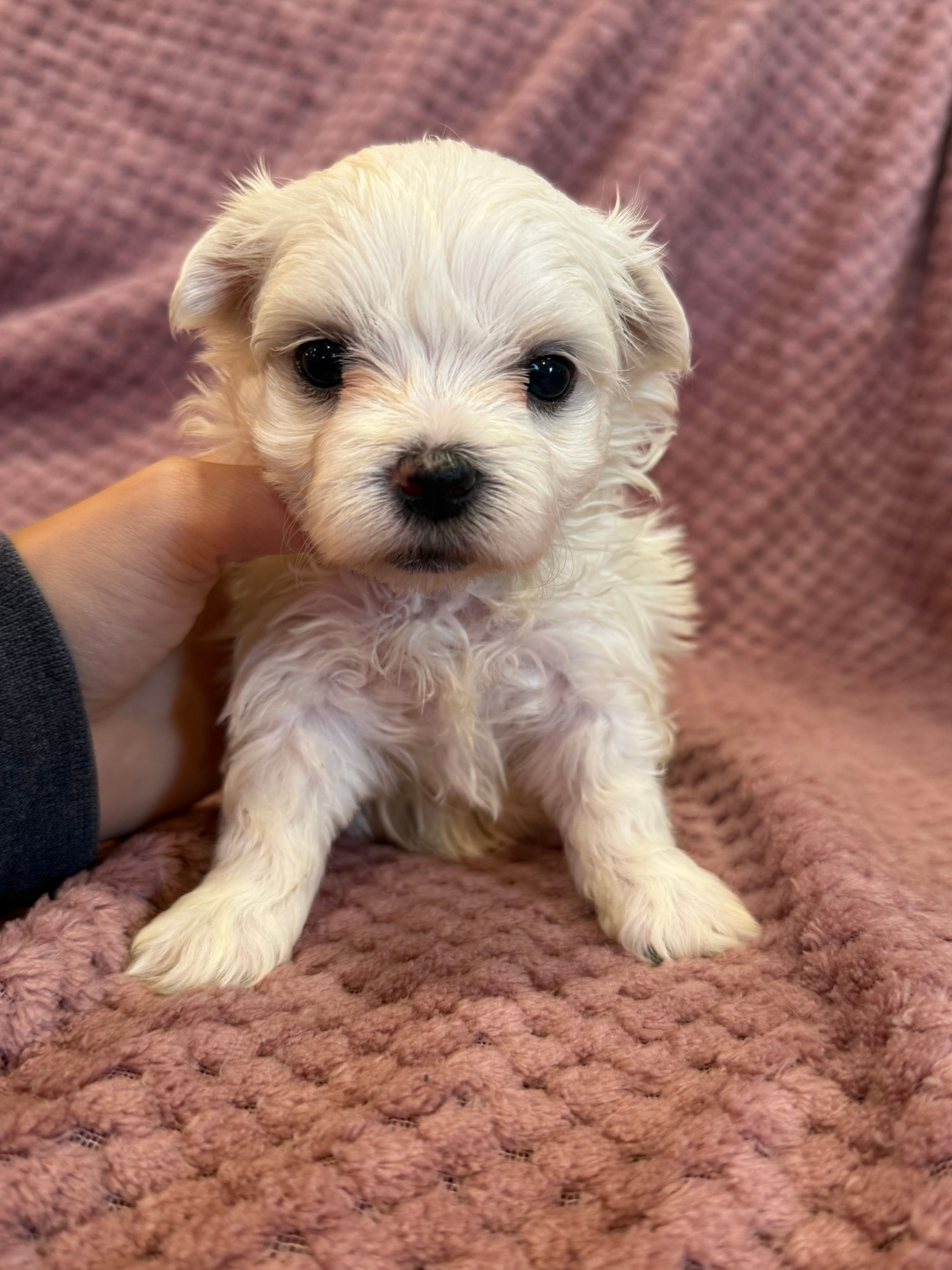 Helen – Maltese puppy for sale in Irvington, KY