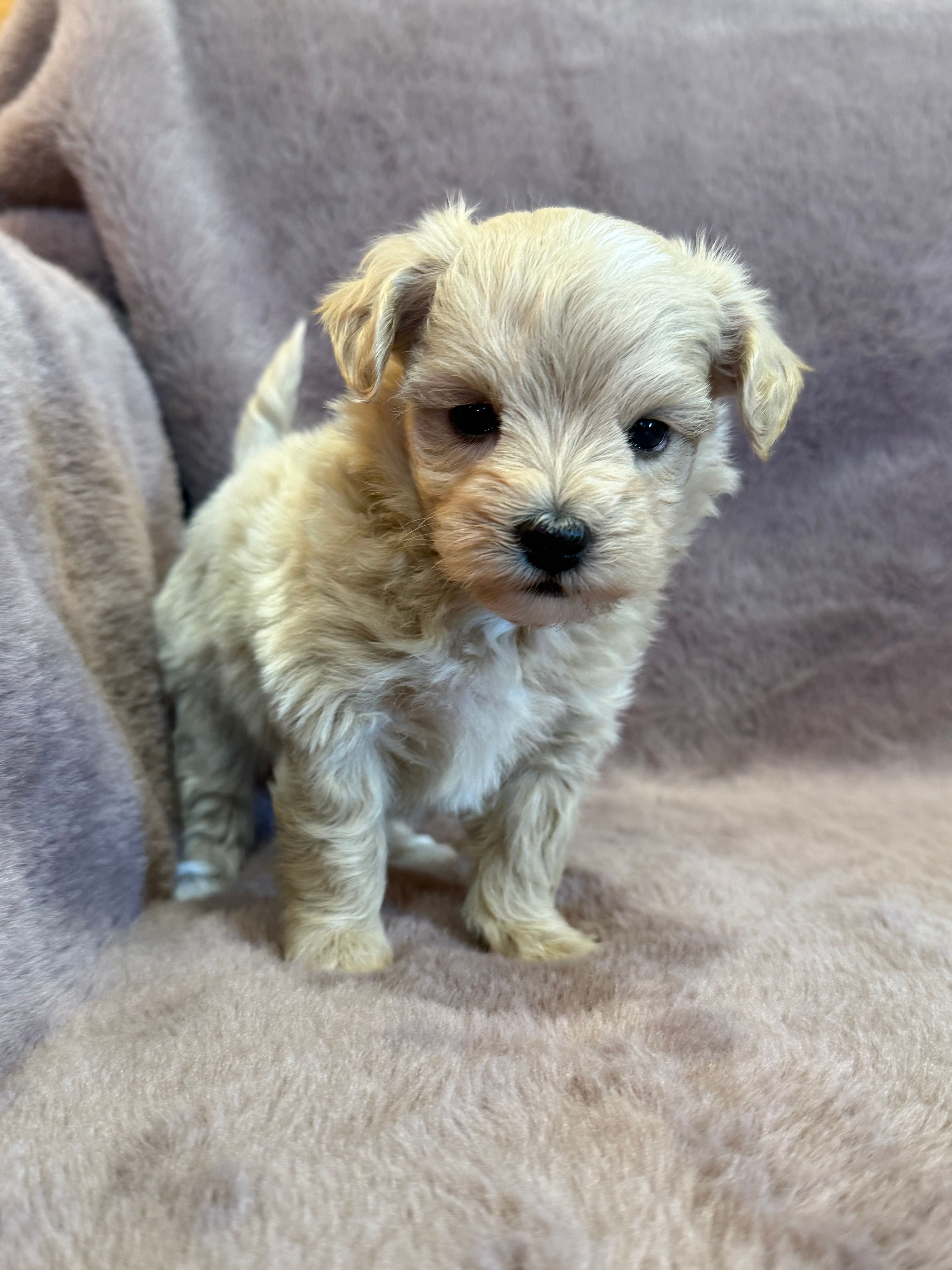 Tiana – Maltipoo puppy for sale in Irvington, KY