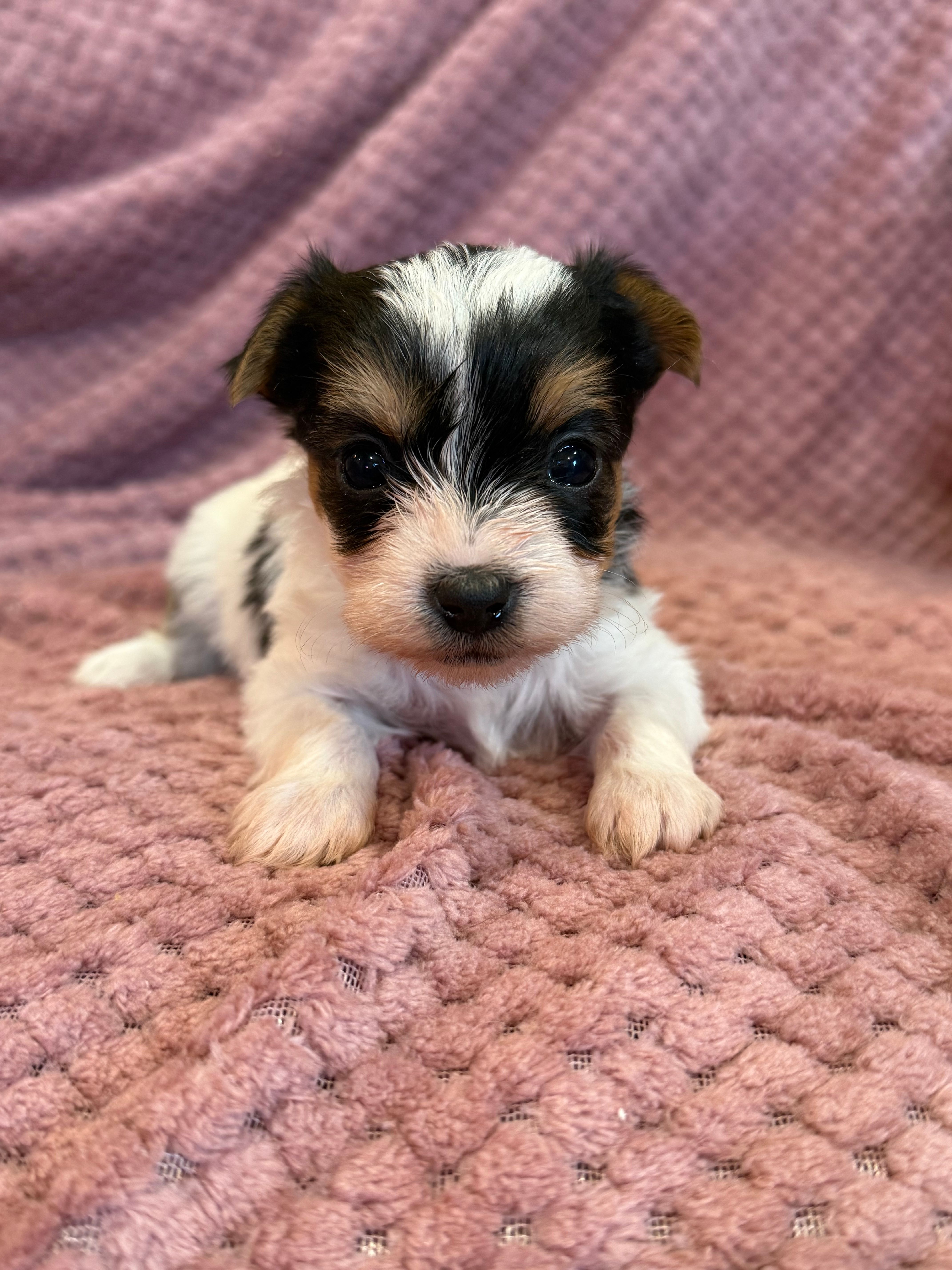 Yvette – Yorkshire Terrier puppy for sale in Irvington, KY