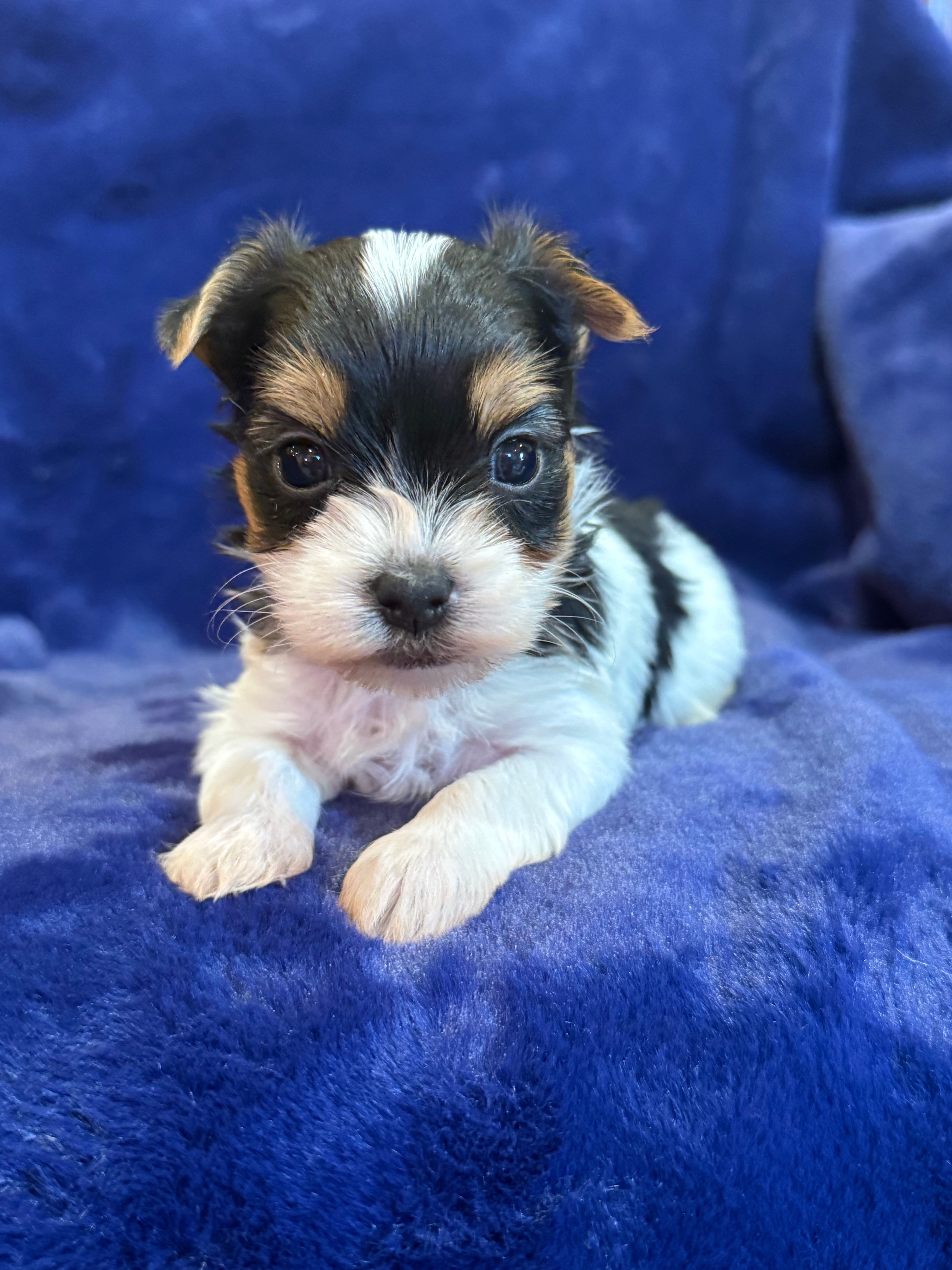 Yuri – Yorkshire Terrier puppy for sale in Irvington, KY