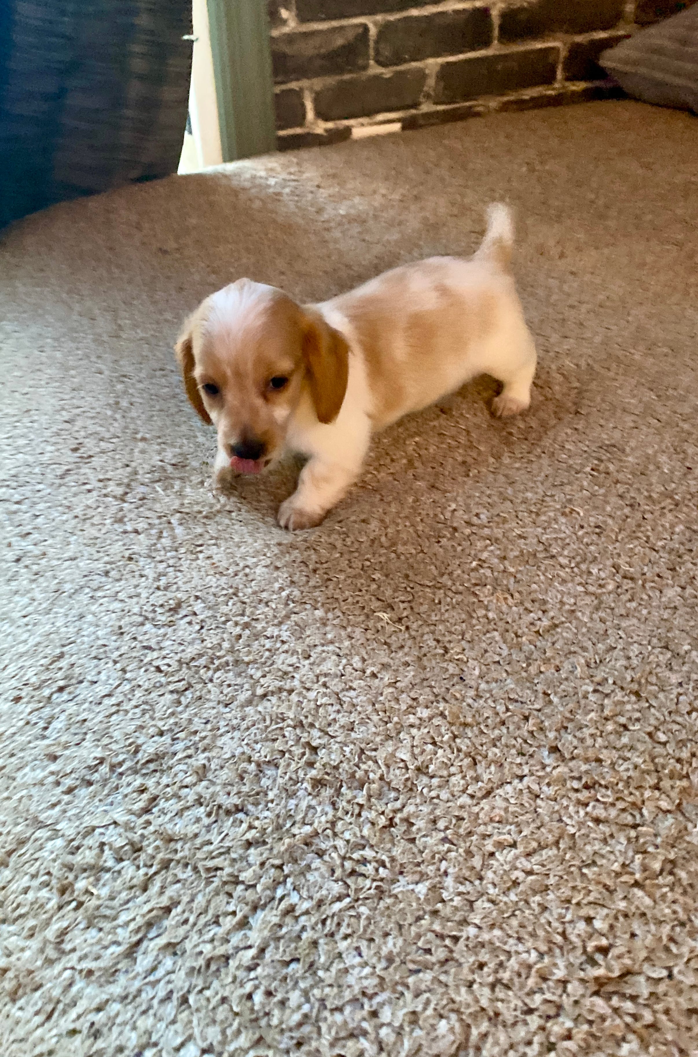 Rubble – Miniature Dachshund puppy for sale in Wasco, CA