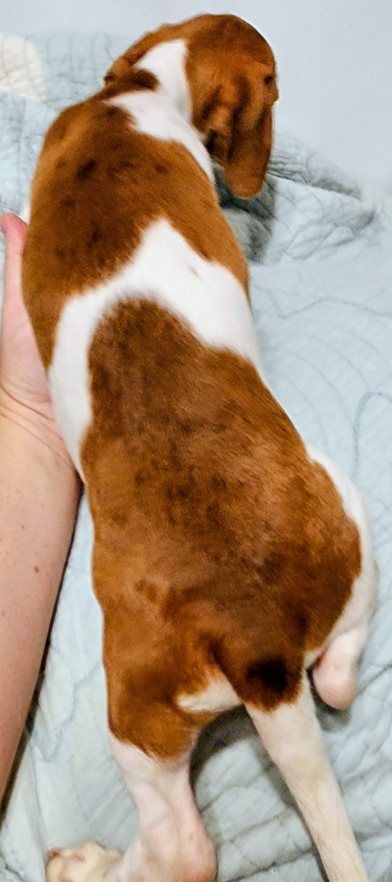 Digger – Miniature Dachshund puppy for sale in Lake City, FL
