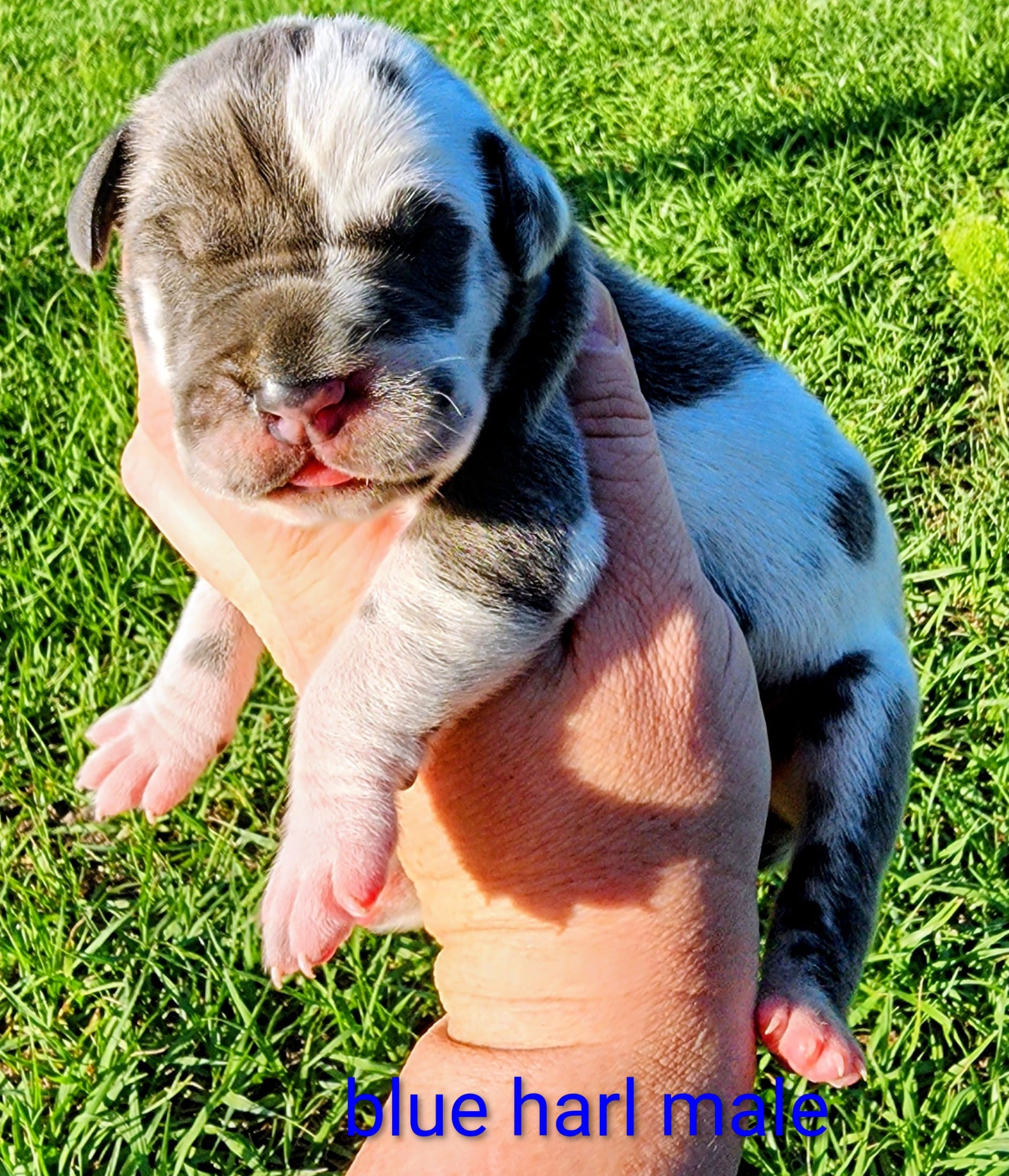 Blue harlequin male  – Great Dane puppy for sale in Lake City, FL