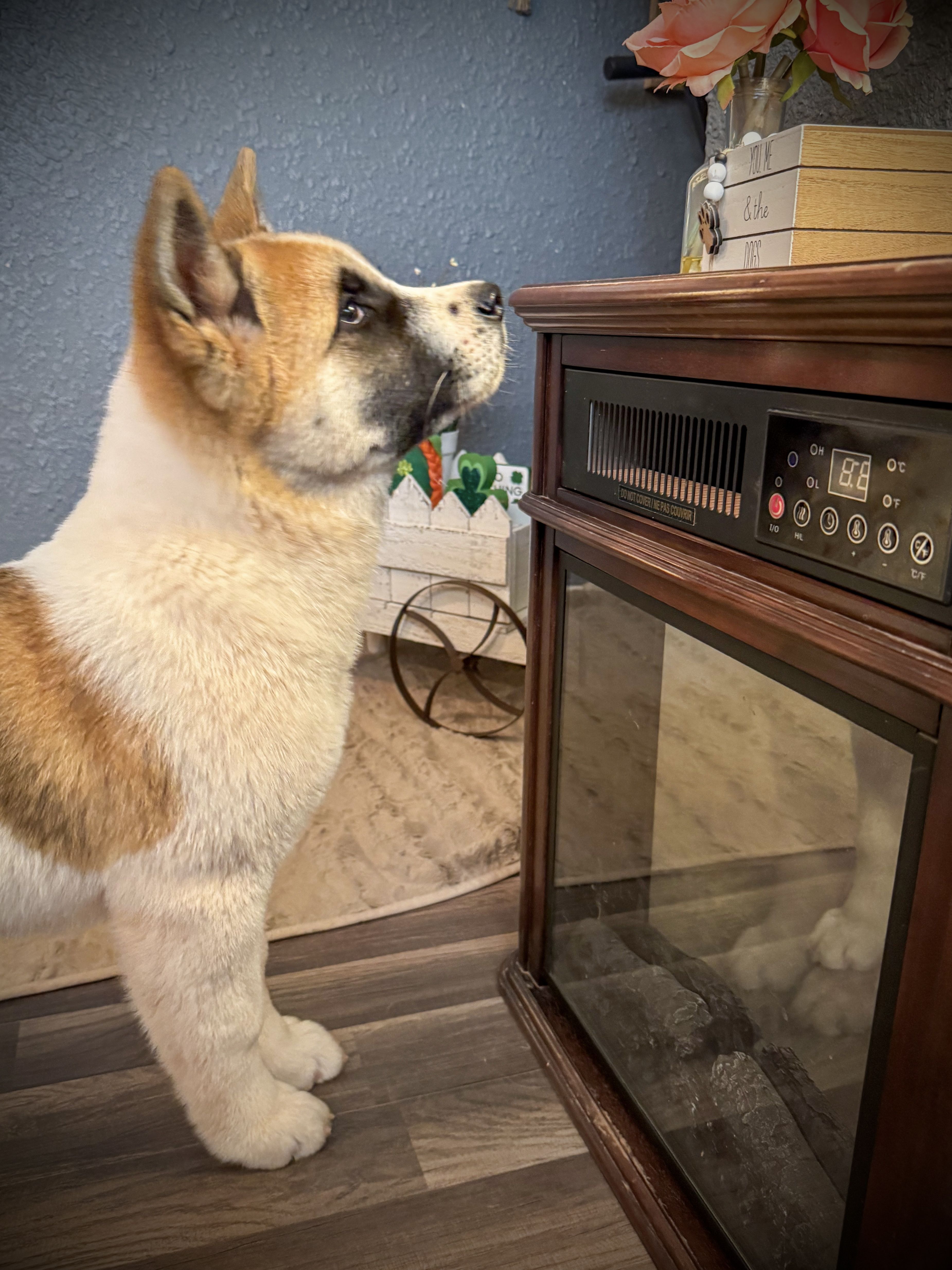 AKC Jasmine – Akita puppy for sale in Hunt, AZ