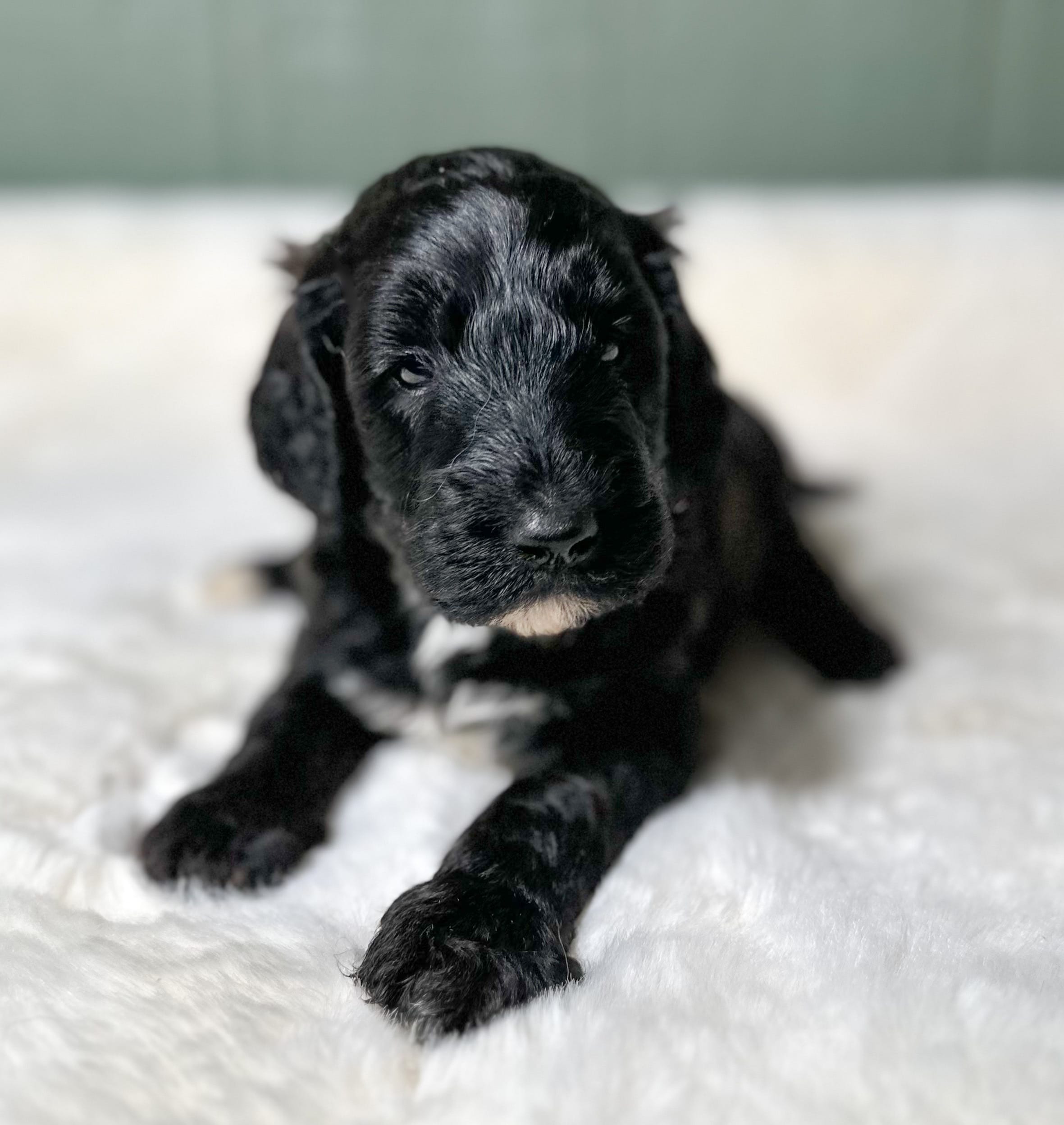 Tate R. Tot  – Goldendoodle puppy for sale in Osage City, KS