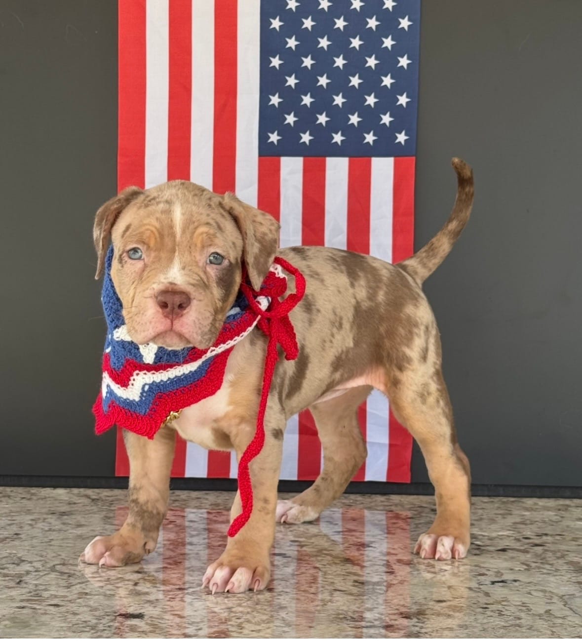 Rumi  – American Bully puppy for sale in Ocala, FL
