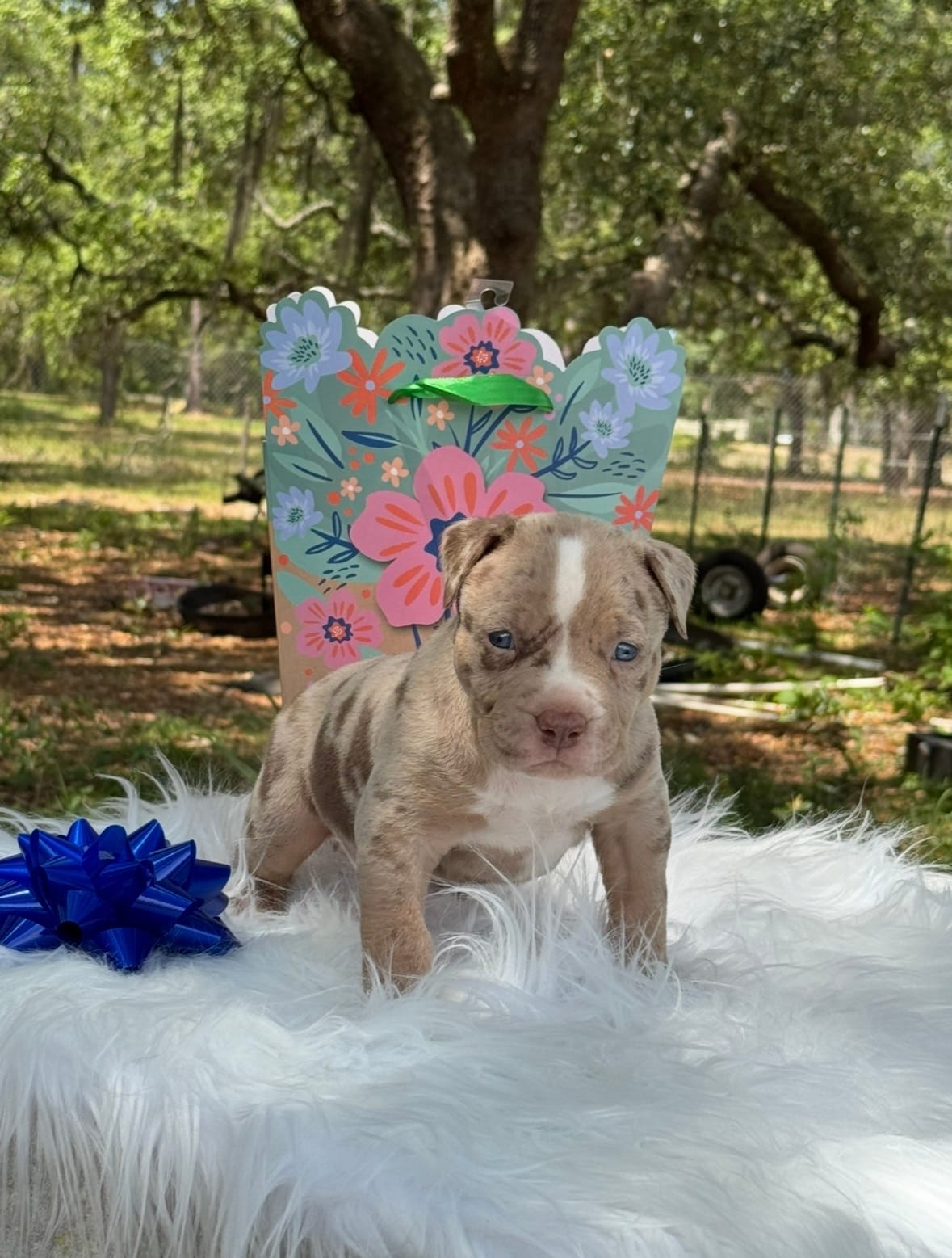 Baby – American Bully puppy for sale in Ocala, FL