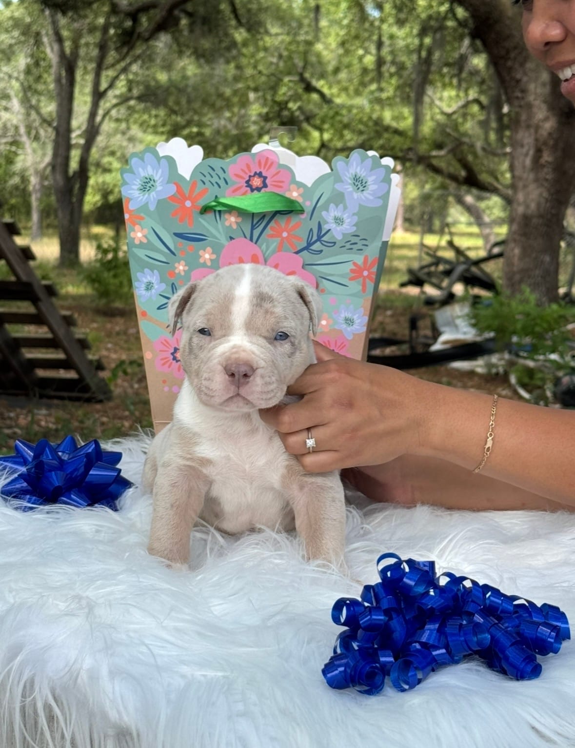 Jinu – American Bully puppy for sale in Ocala, FL