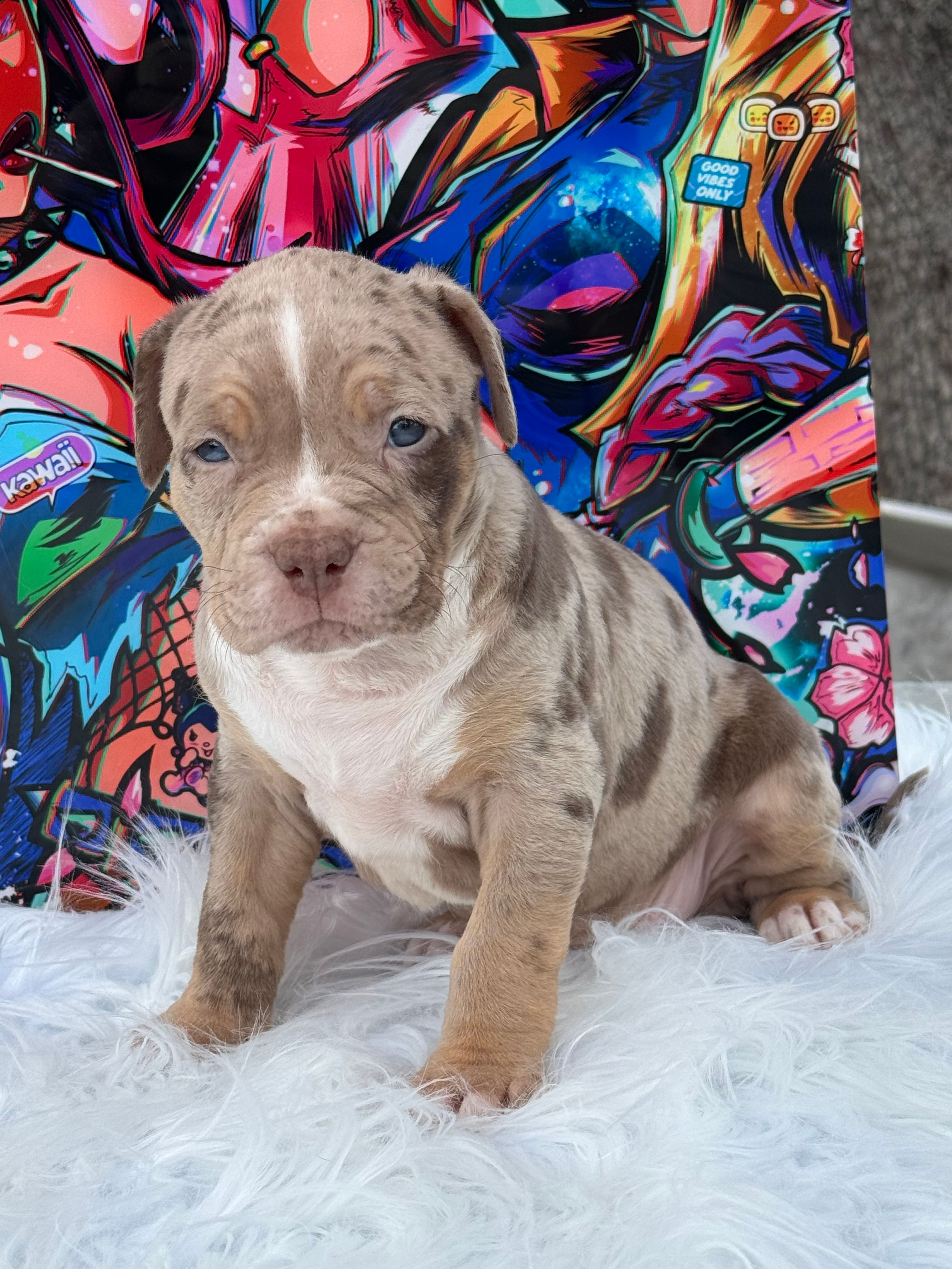 Rumi  – American Bully puppy for sale in Ocala, FL