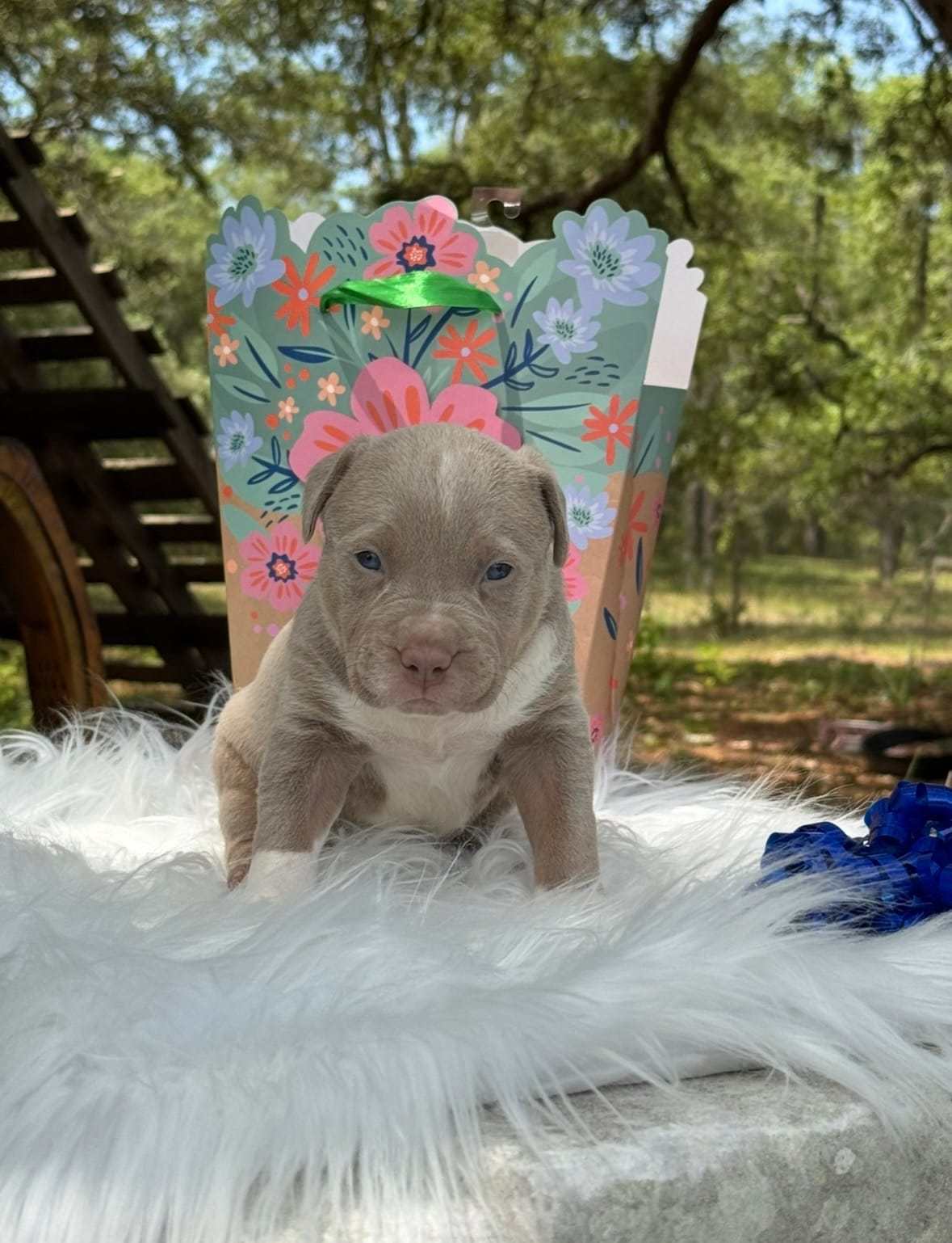 Kpop – American Bully puppy for sale in Ocala, FL