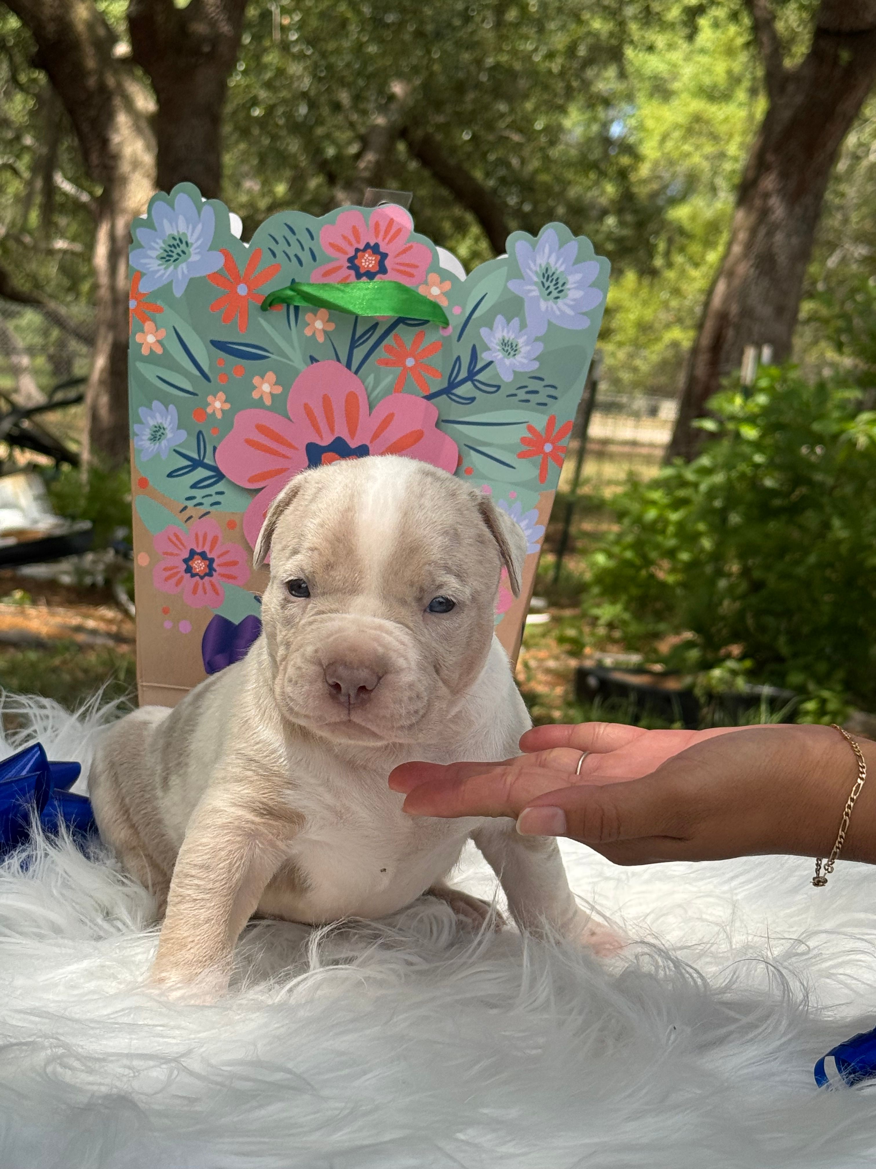 Abby – American Bully puppy for sale in Ocala, FL