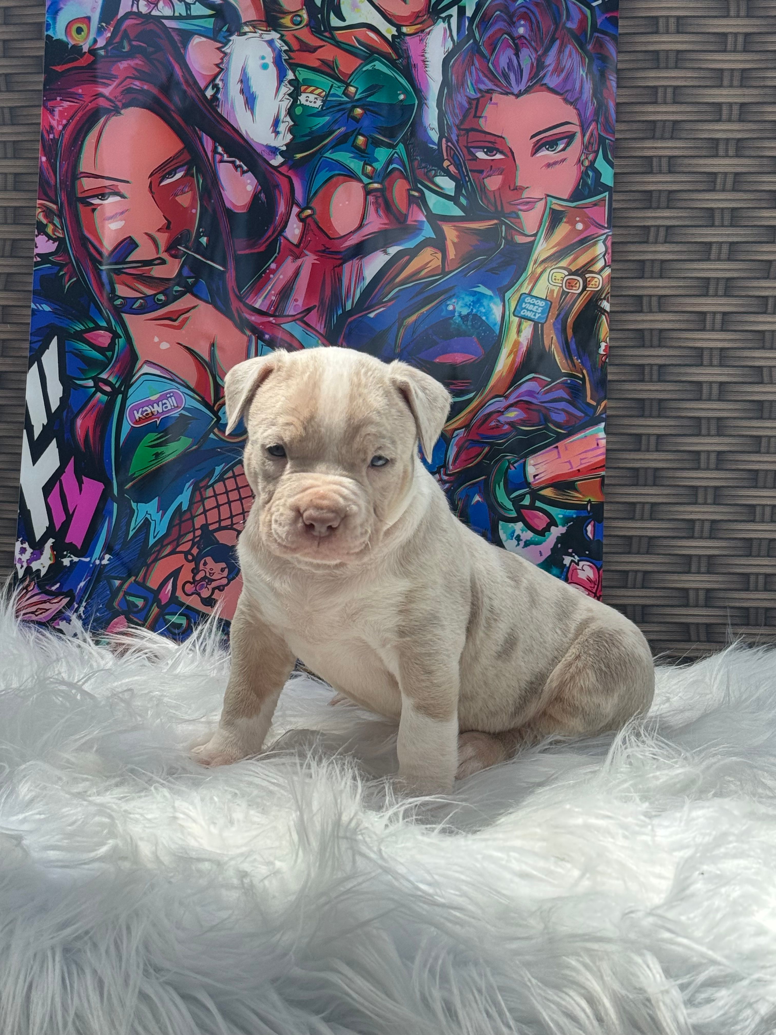 Abby – American Bully puppy for sale in Ocala, FL