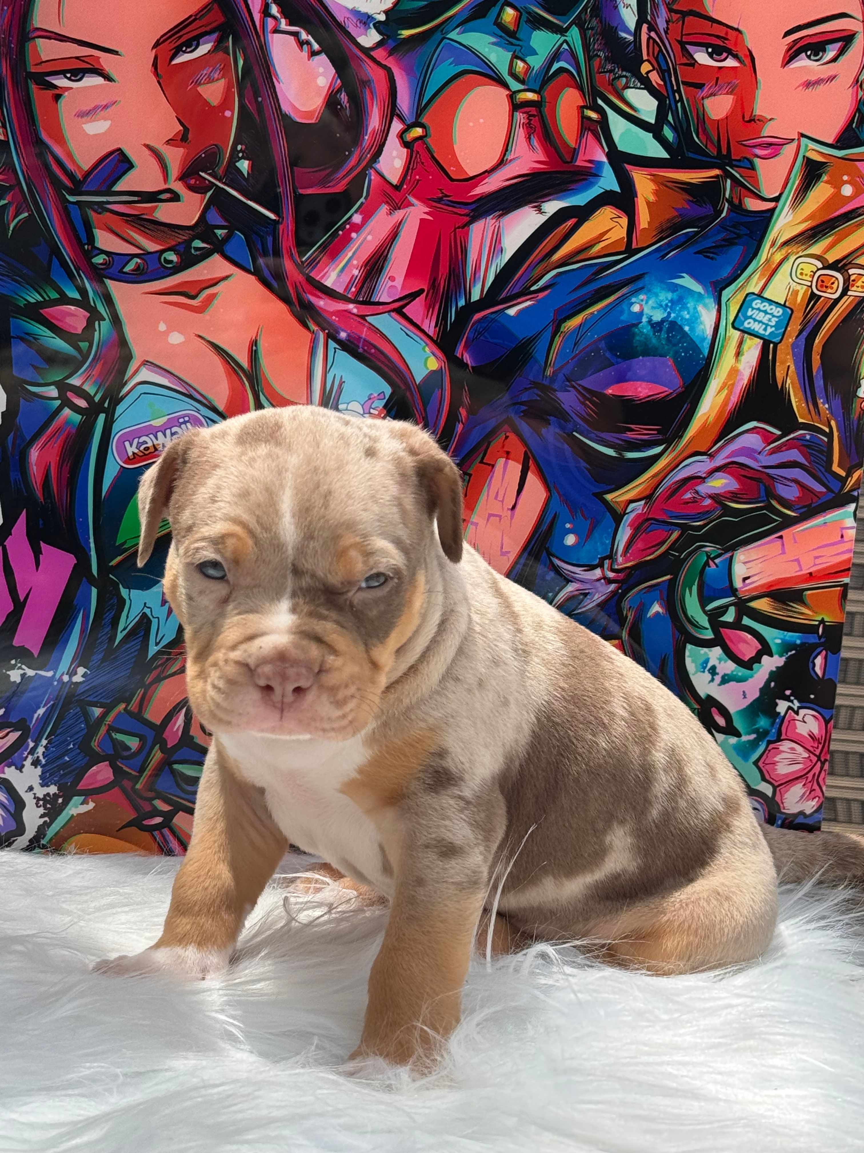 Mystery  – American Bully puppy for sale in Ocala, FL