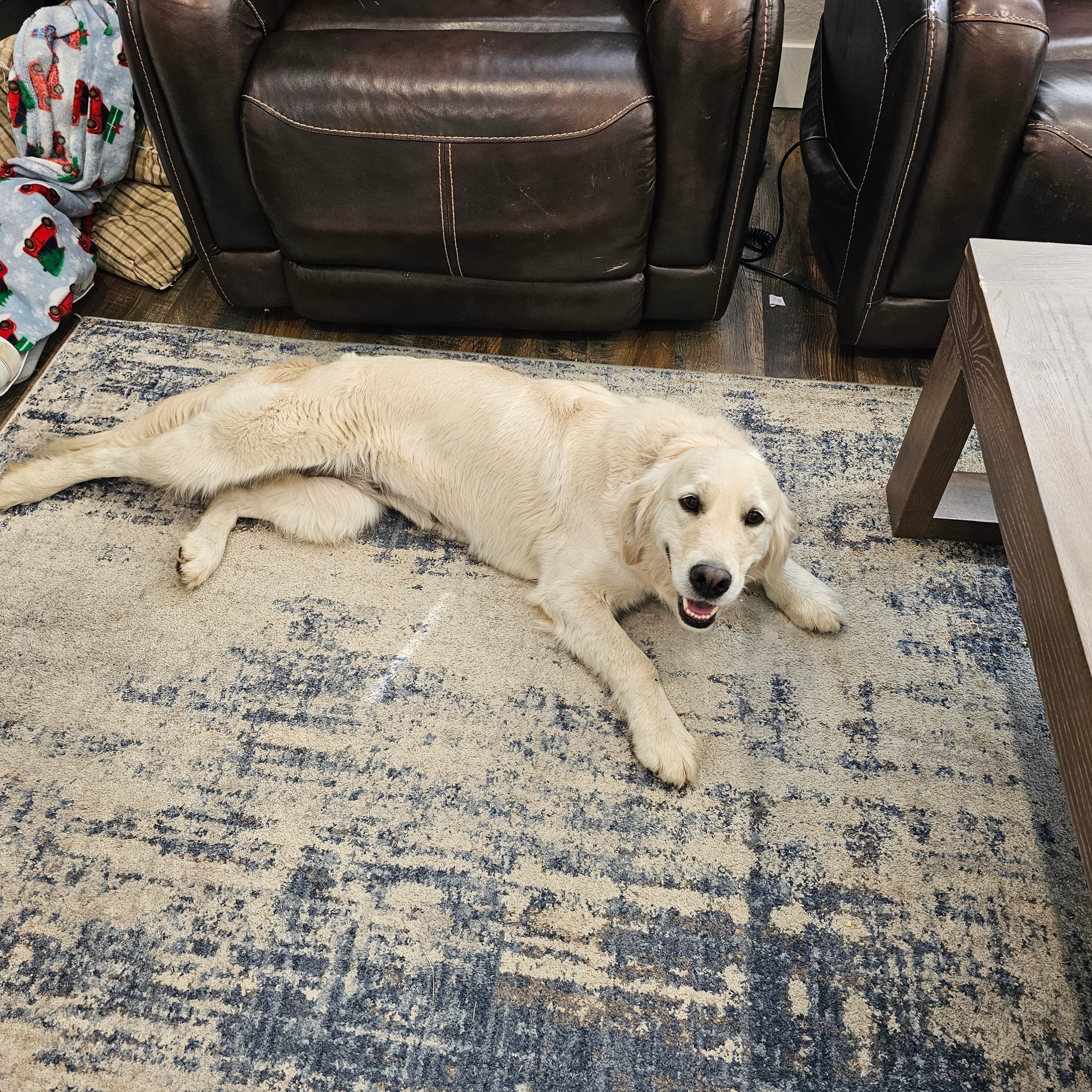 Avalanche – English Cream Golden Retriever puppy for sale in Medford, OR