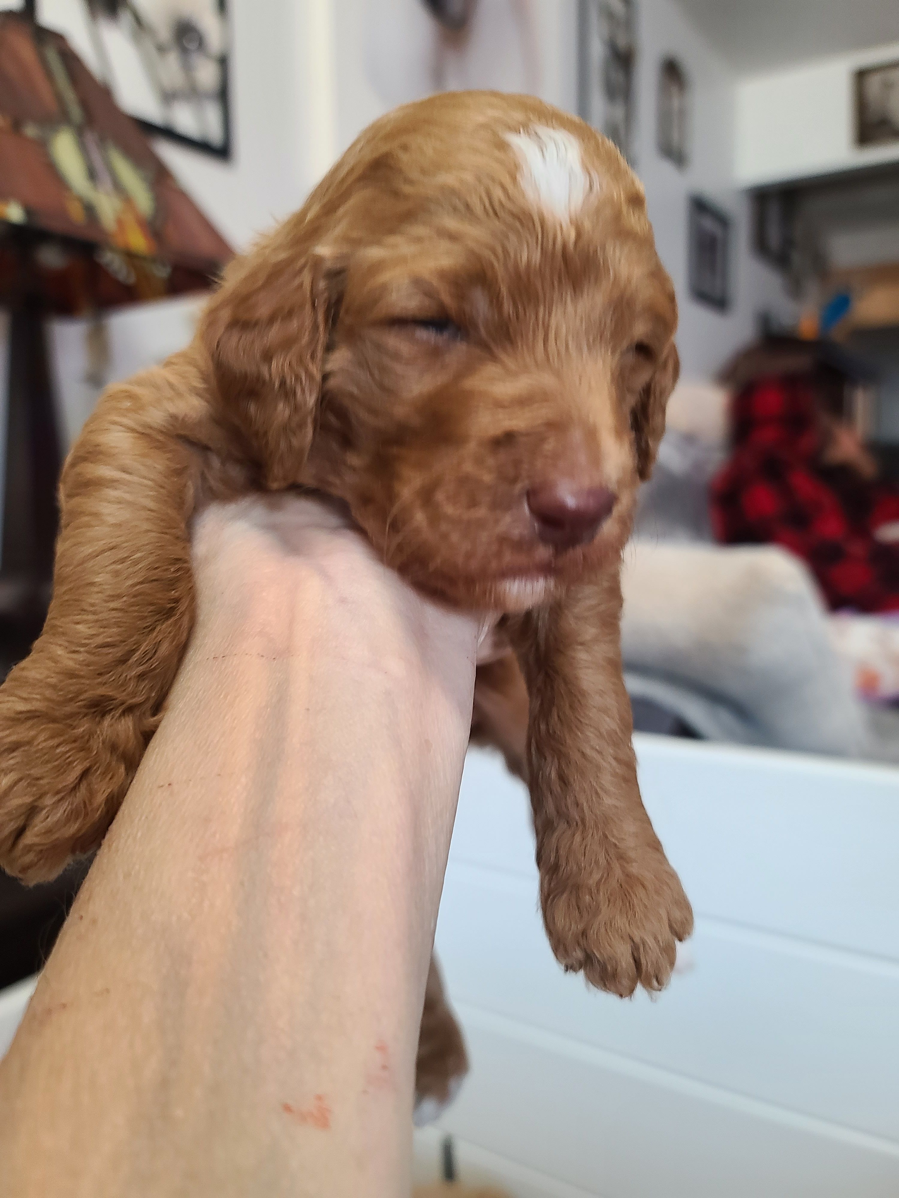 Blue Collar  – Poodle - Standard  puppy for sale in Colorado Springs, CO