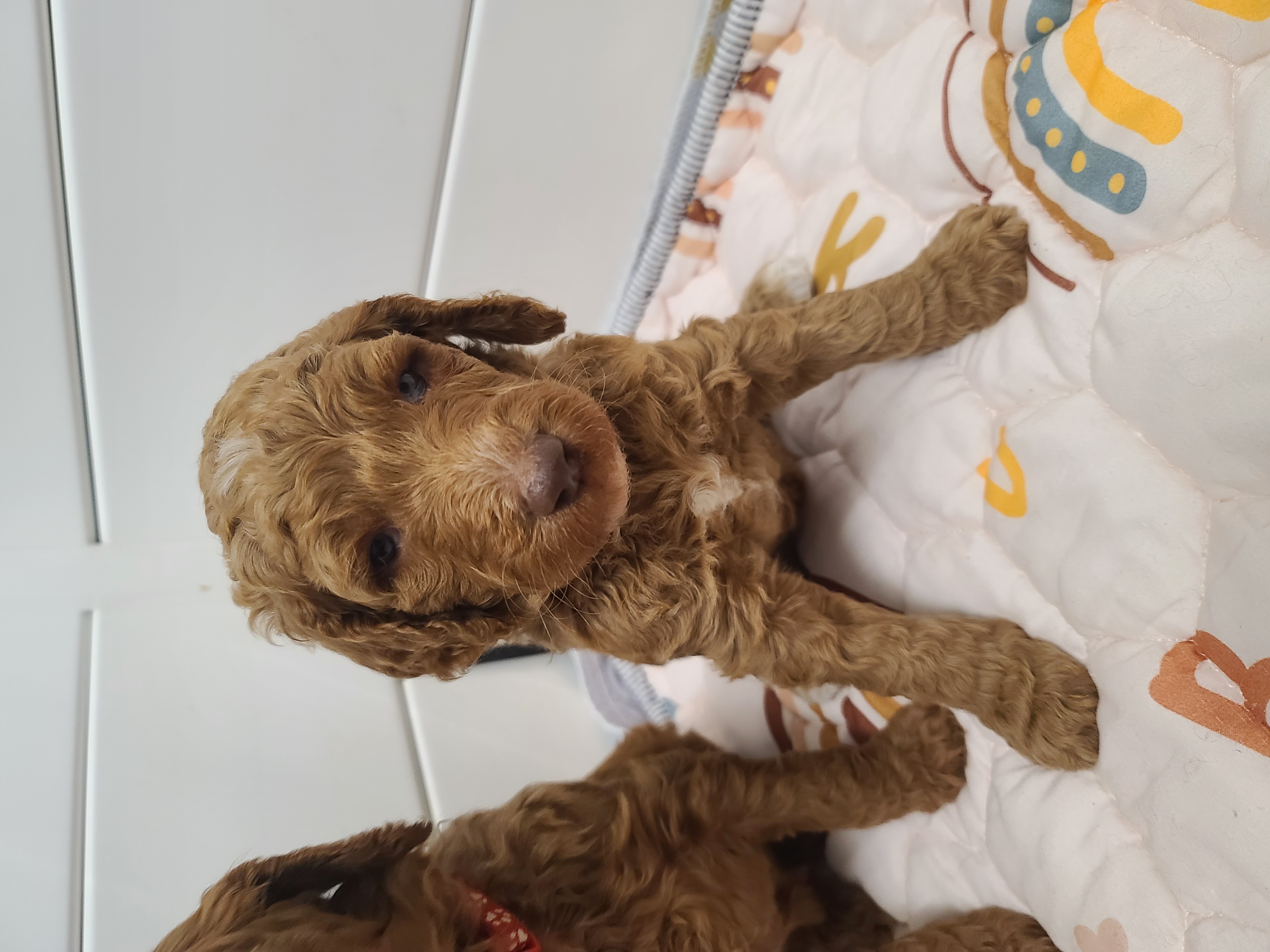 Blue Collar  – Poodle - Standard  puppy for sale in Colorado Springs, CO