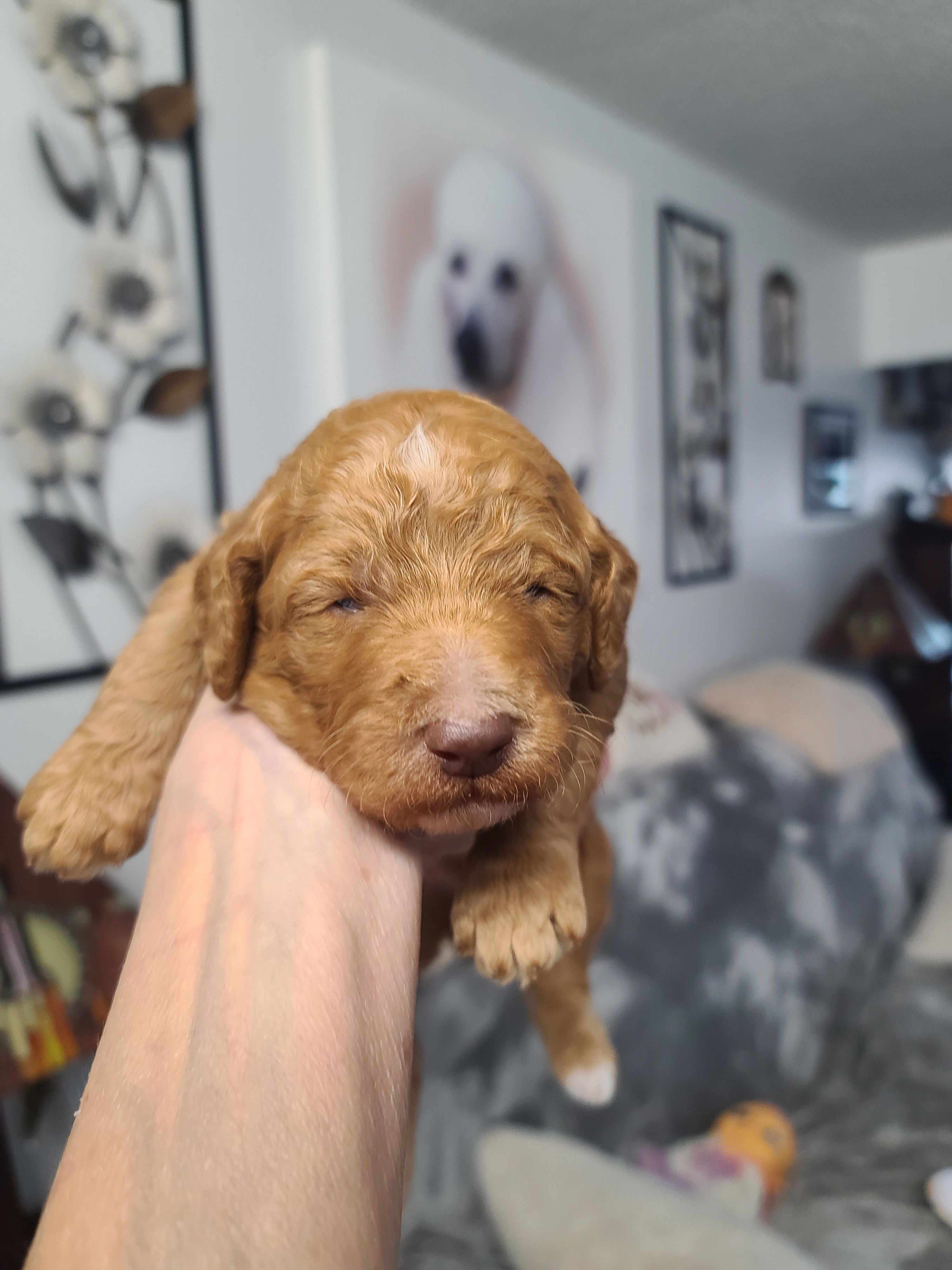 Blue Collar  – Poodle - Standard  puppy for sale in Colorado Springs, CO