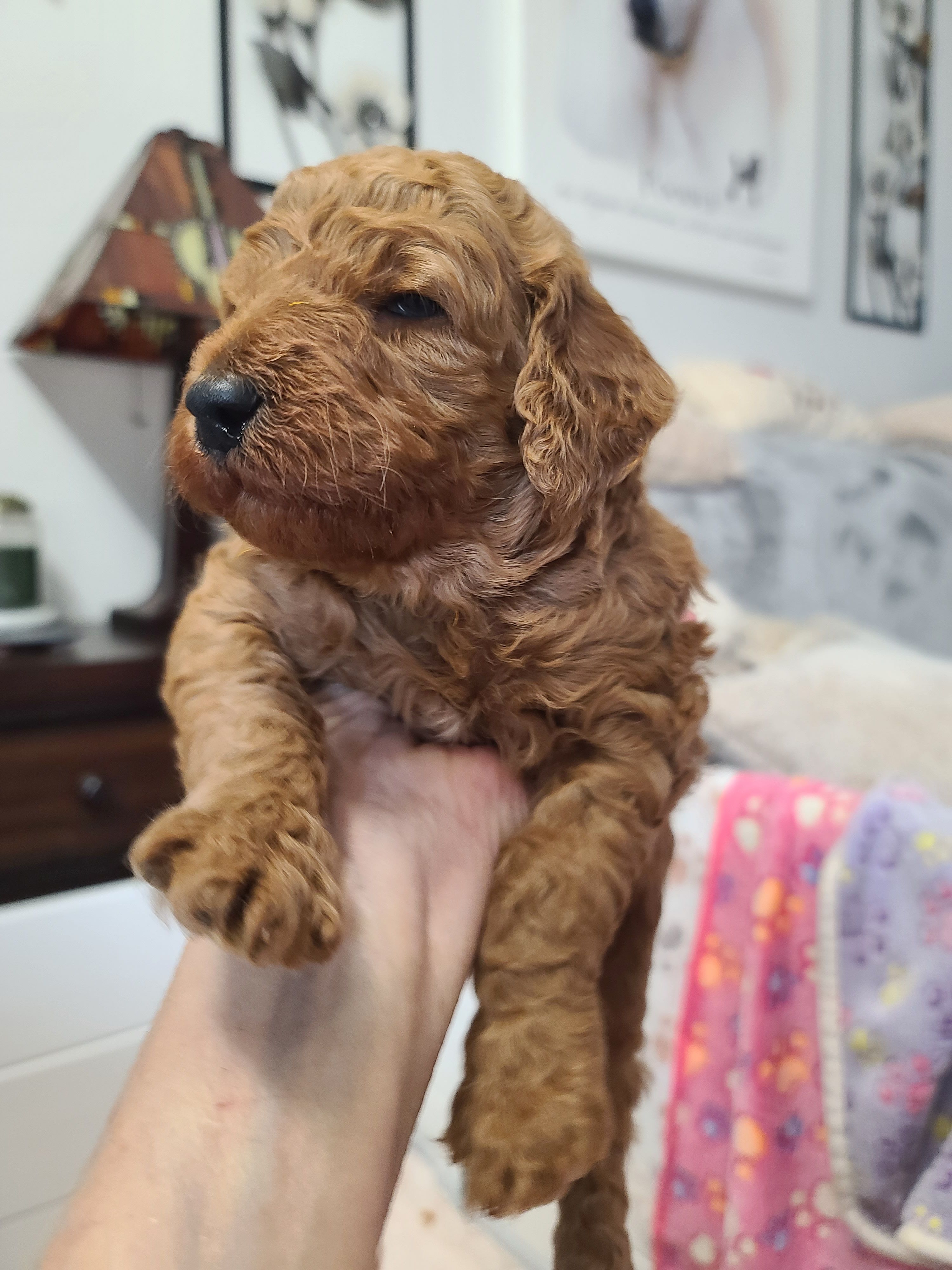 Gray collar  – Poodle - Standard  puppy for sale in Colorado Springs, CO