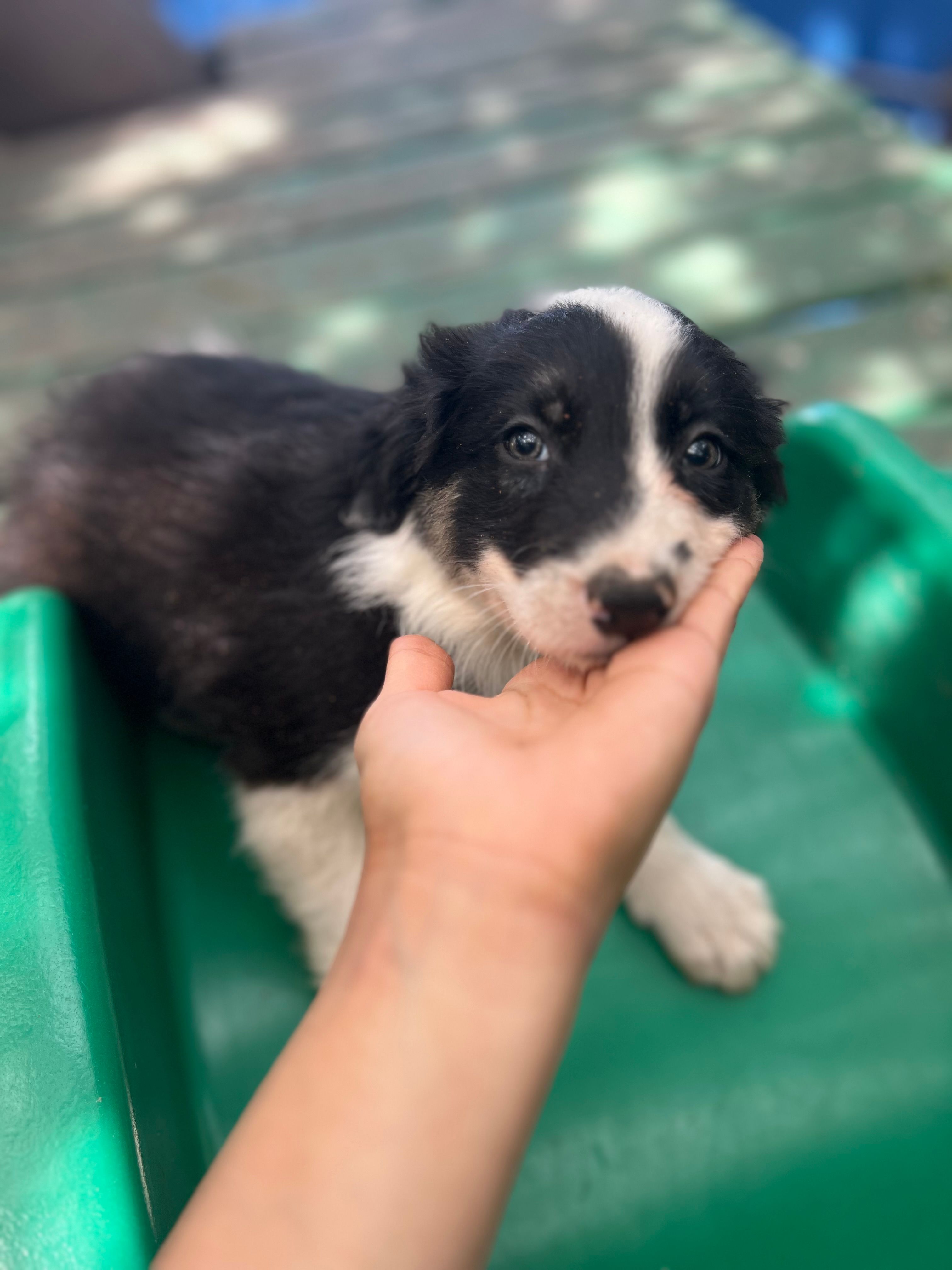 Tony – Border Collie puppy for sale in Chula Vista, CA
