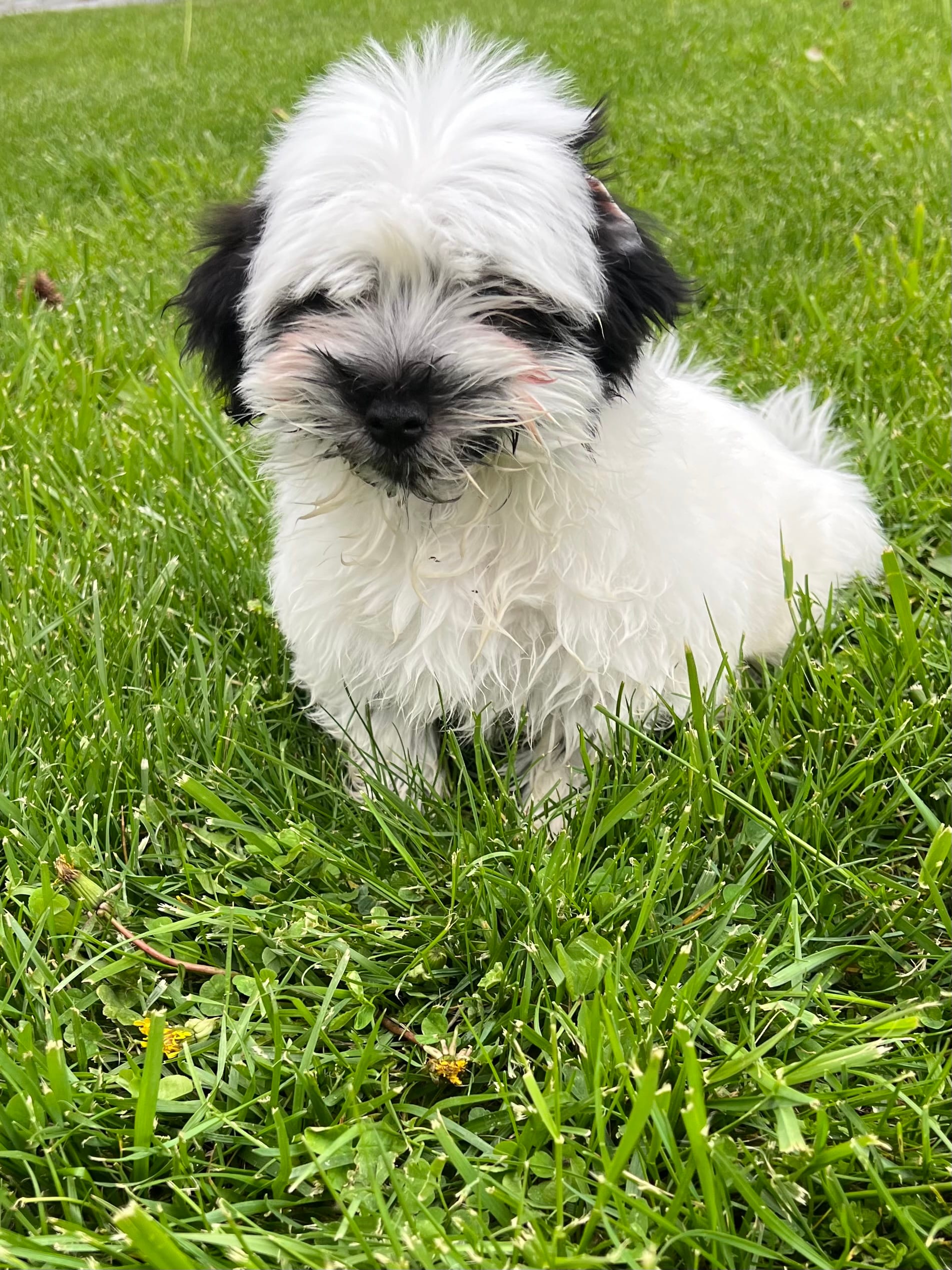 Charlie – Havanese puppy for sale in Chesterton, IN