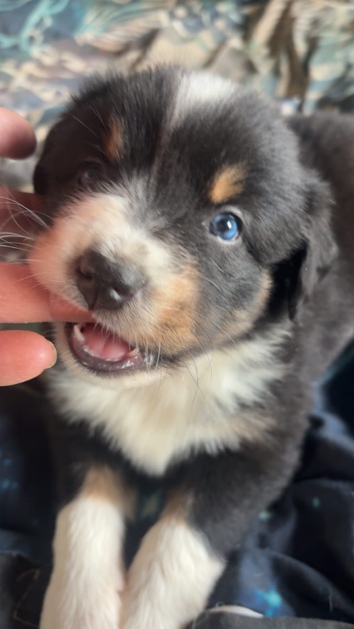 Violet- Vi  – Australian Shepherd puppy for sale in South Kenosha, WI