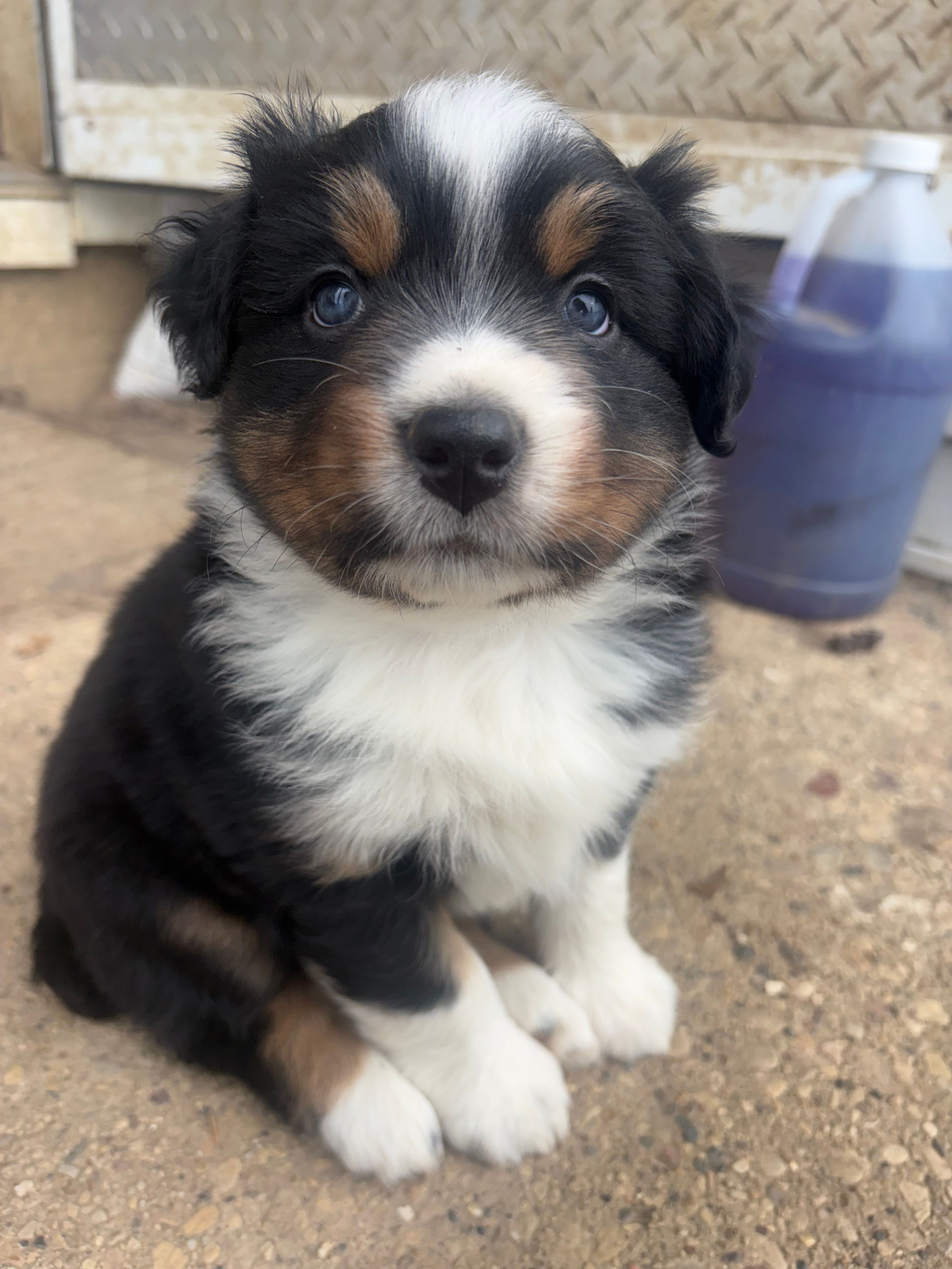 Fae- Spring Fairy  – Australian Shepherd puppy for sale in South Kenosha, WI