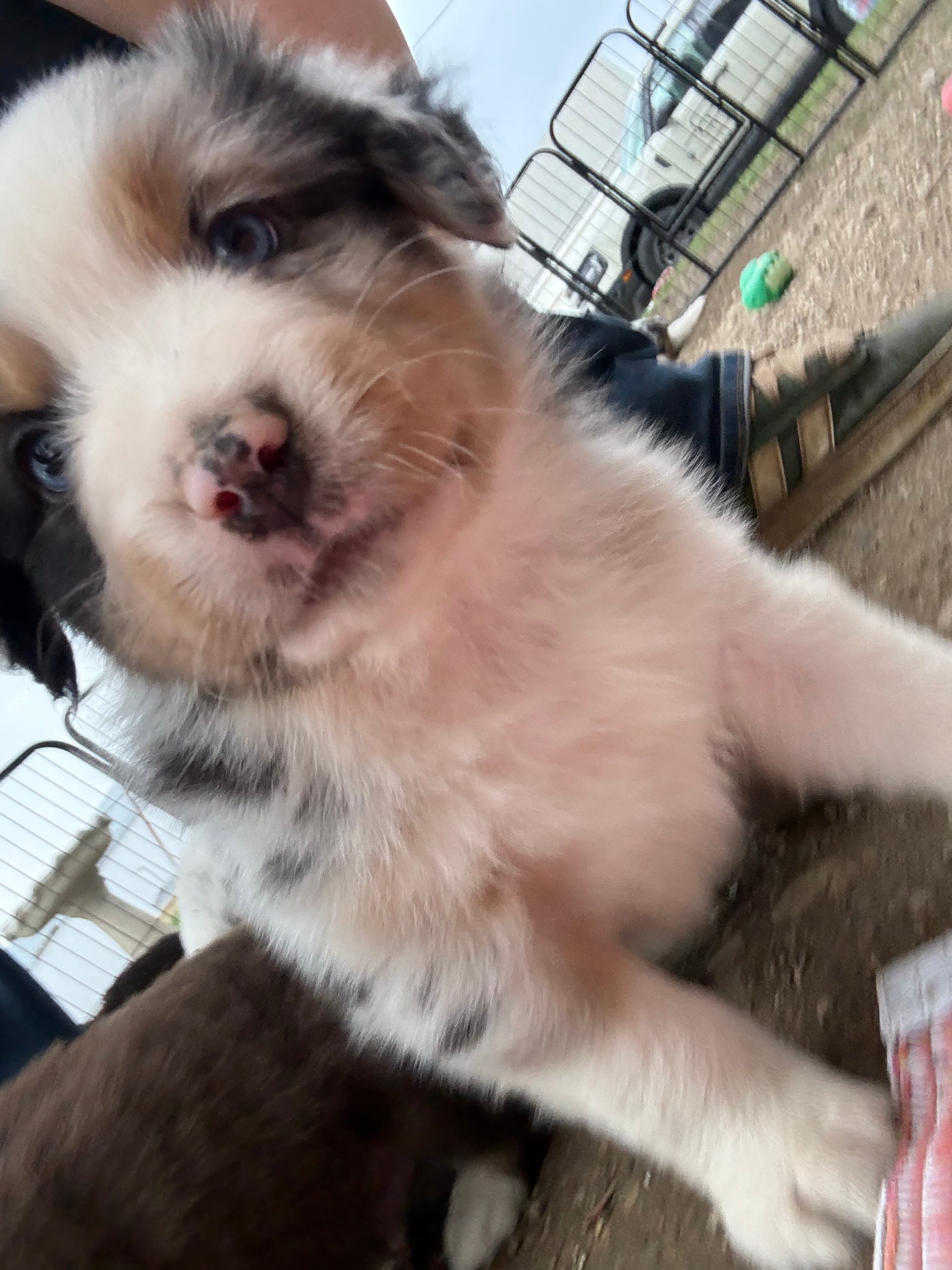 Teddy  – Australian Shepherd puppy for sale in South Kenosha, WI
