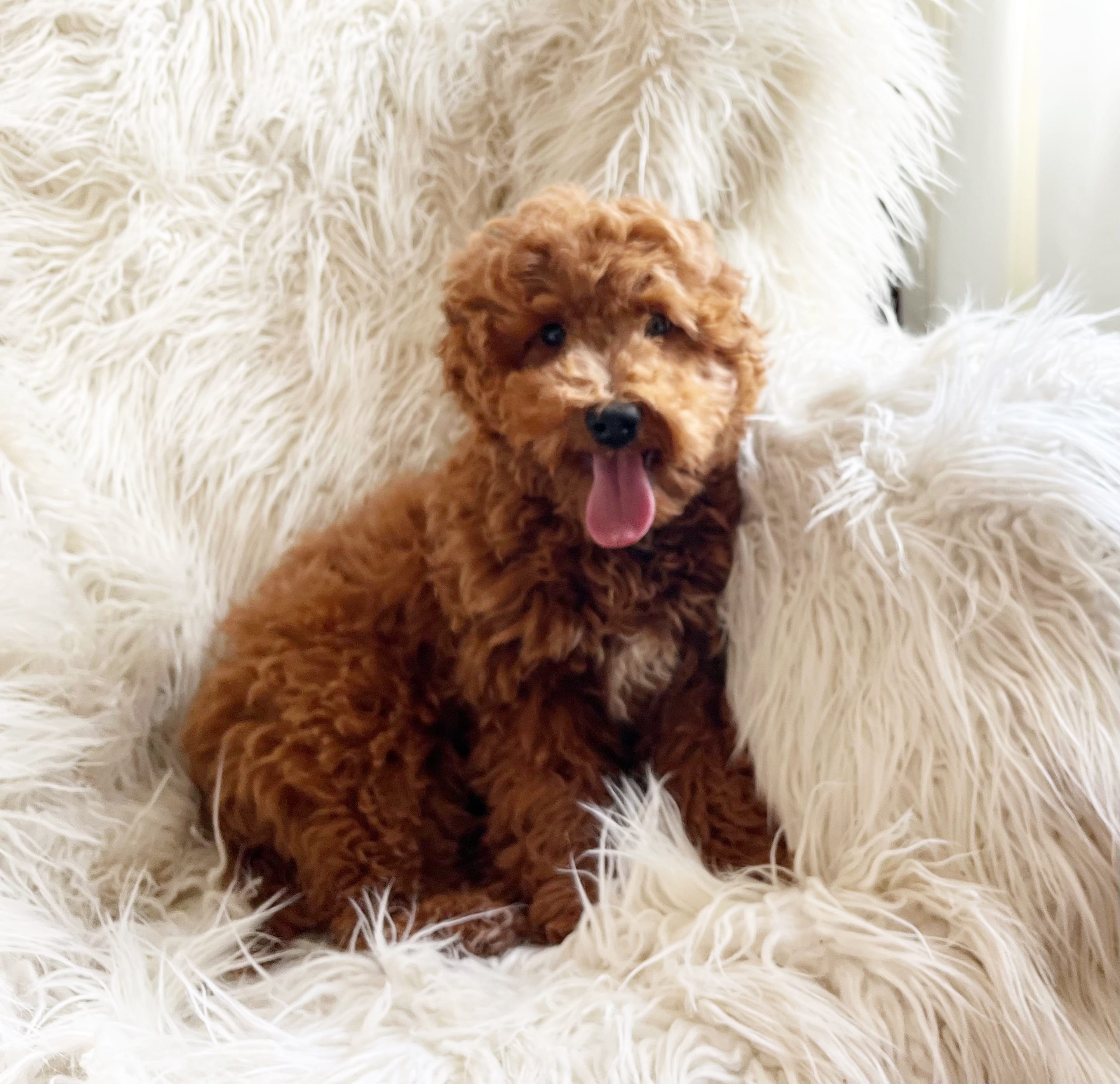 Milo – Miniature Goldendoodle puppy for sale in Hampton, CT
