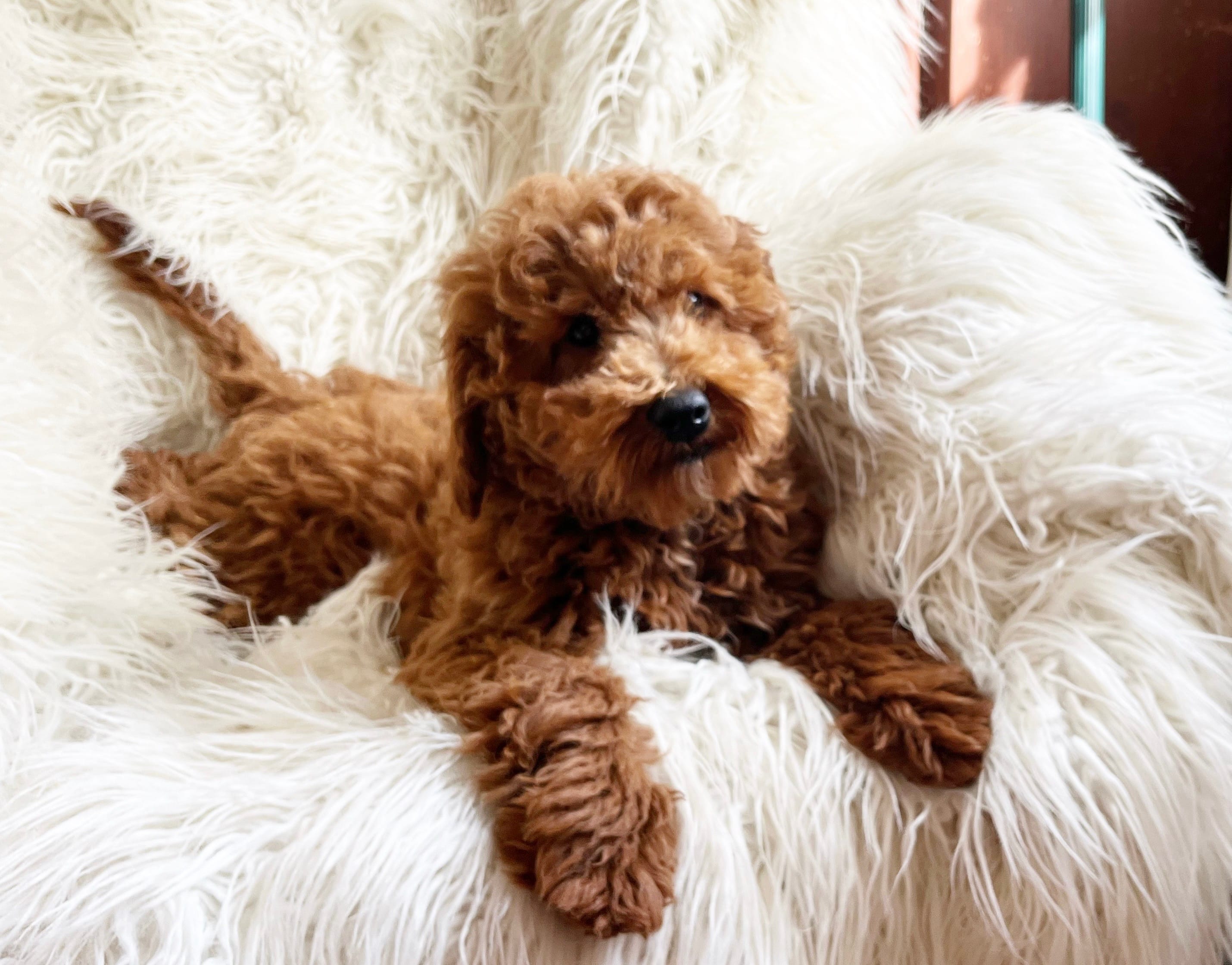 Milo – Miniature Goldendoodle puppy for sale in Hampton, CT