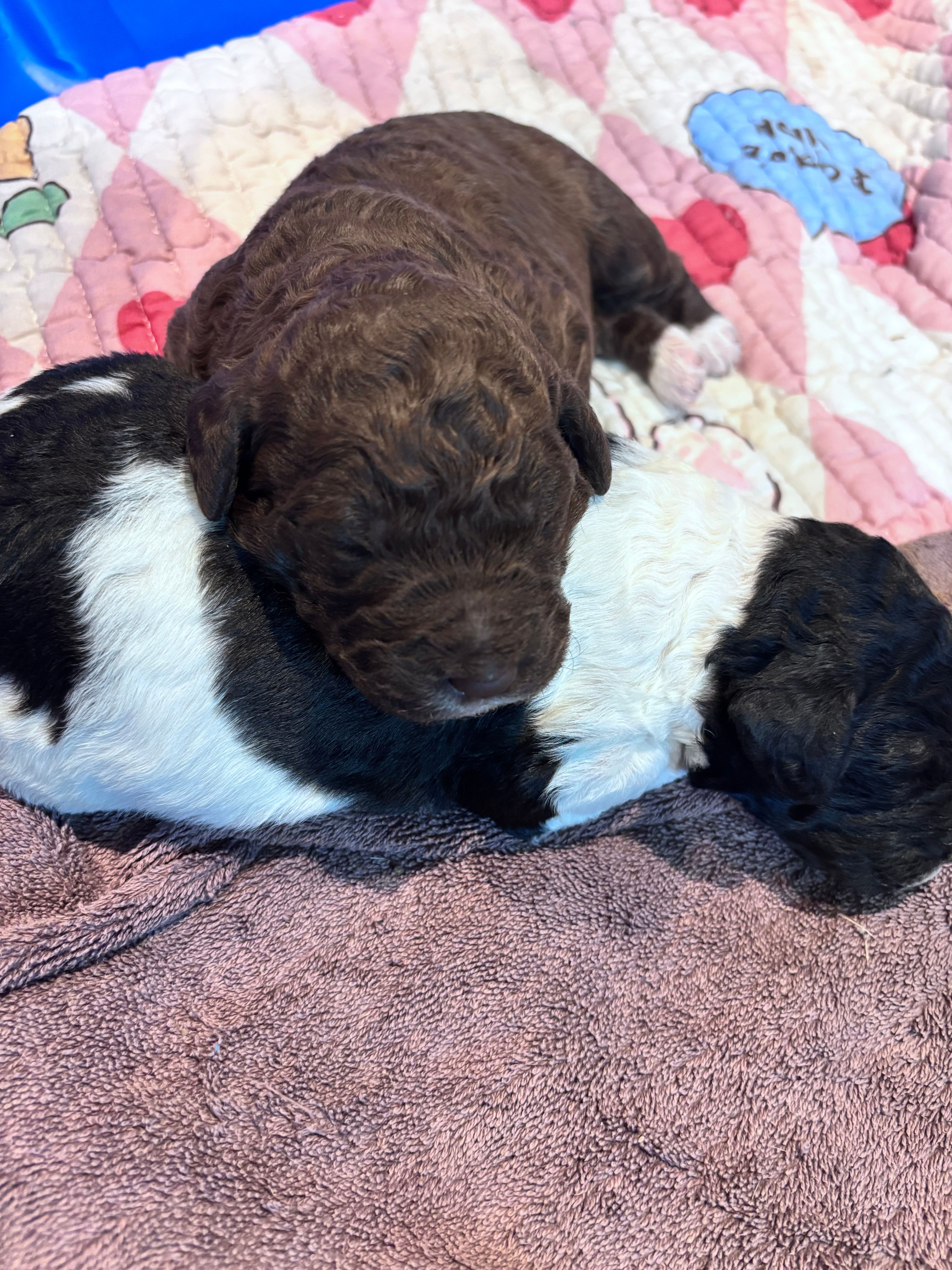 Gracie CKC registered  – Labradoodle puppy for sale in Dunn, NC