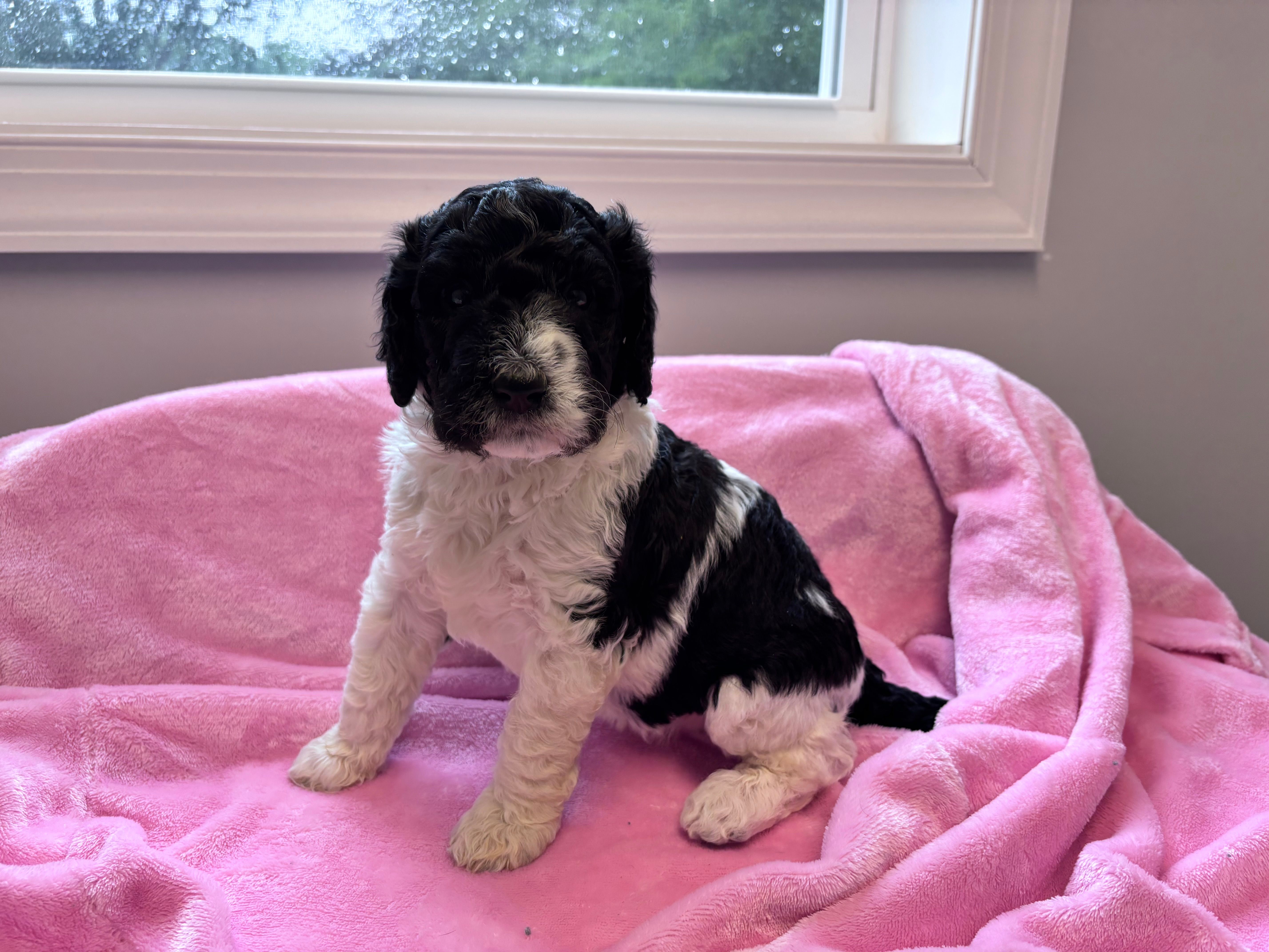 April Blk/white parti F1b  – Labradoodle puppy for sale in Dunn, NC