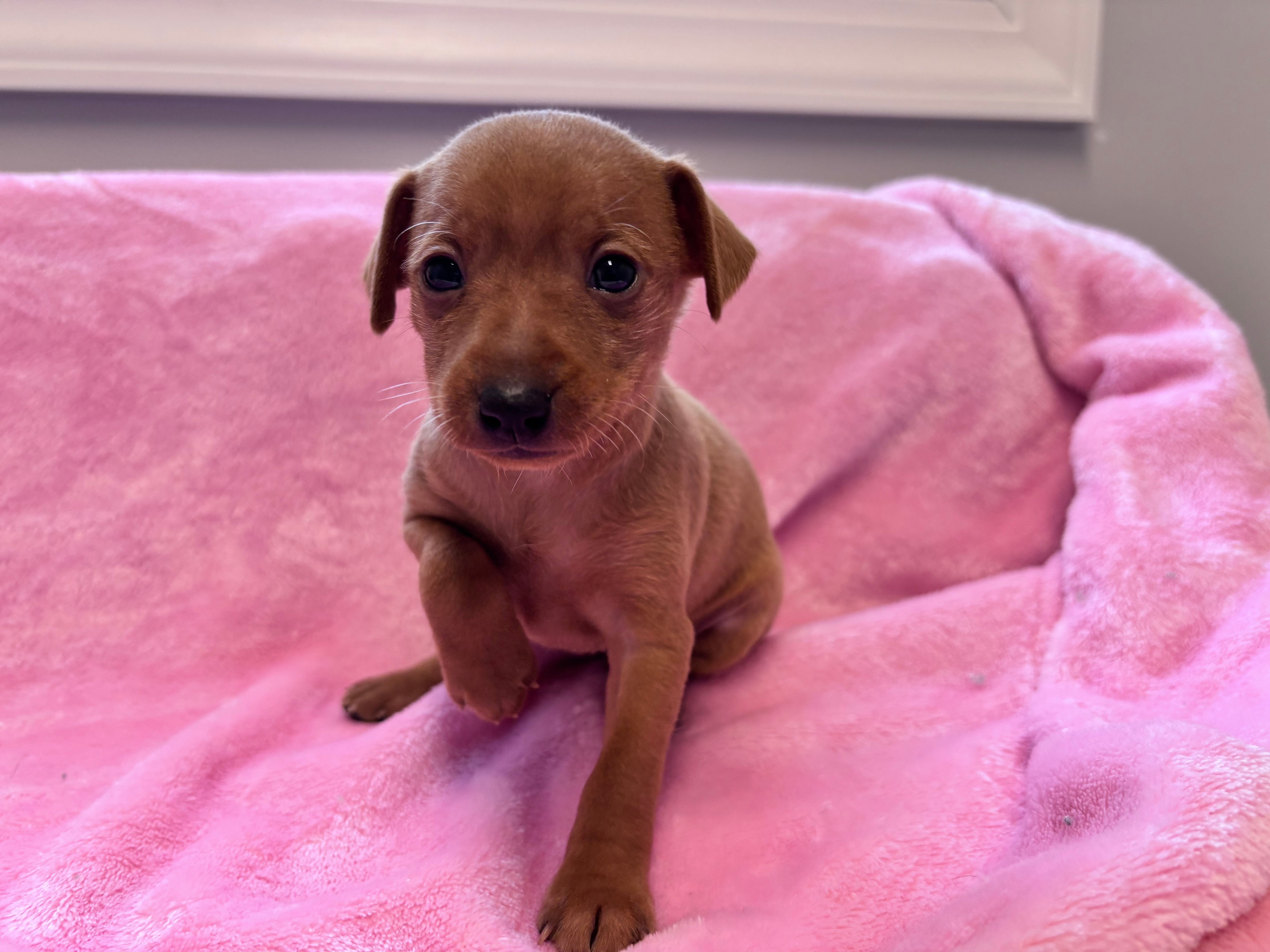 Penny AKC registered  – Miniature Pinscher puppy for sale in Dunn, NC