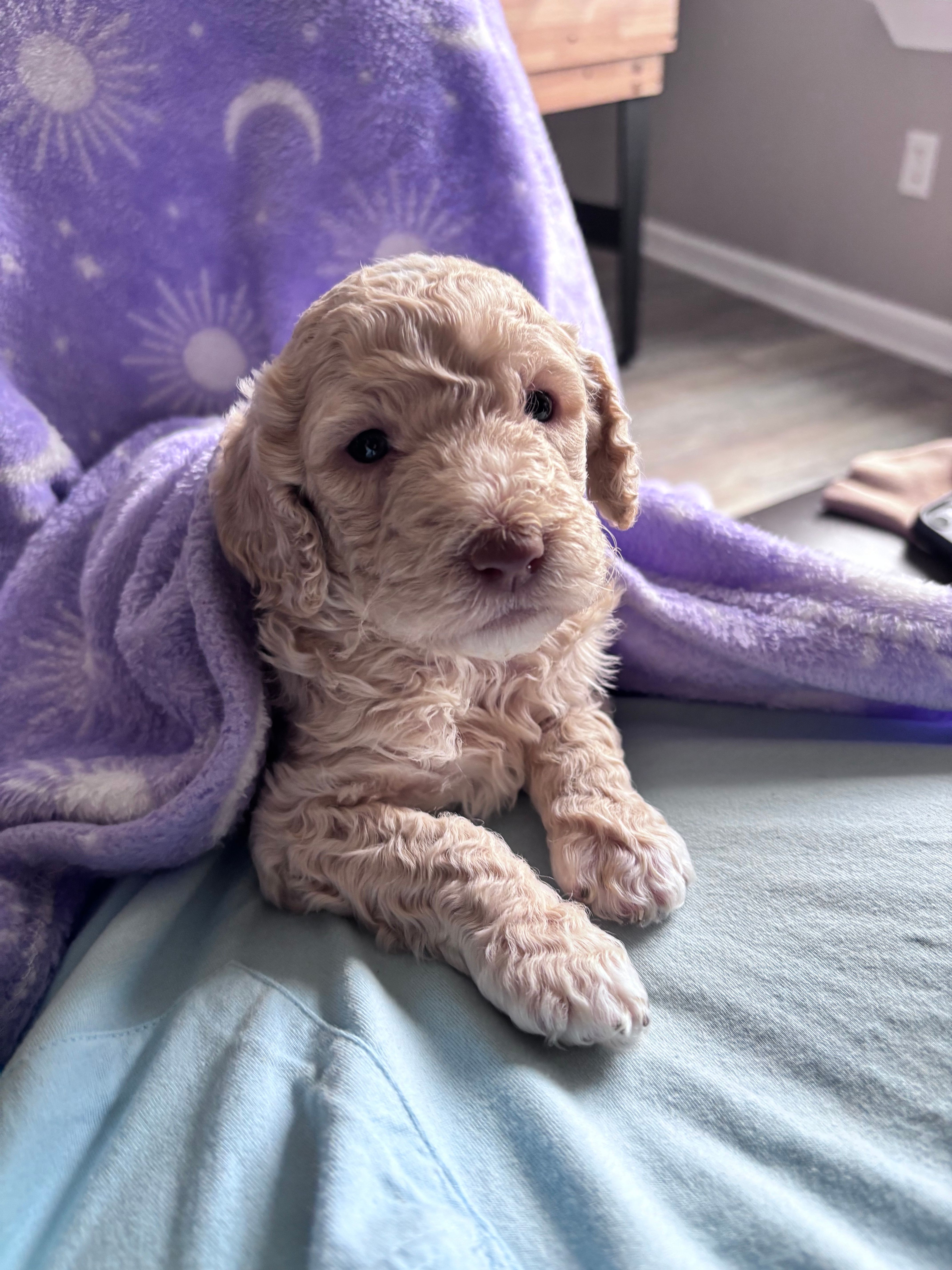 Jester F1b CKC  – Labradoodle, Poodle - Standard  puppy for sale in Dunn, NC