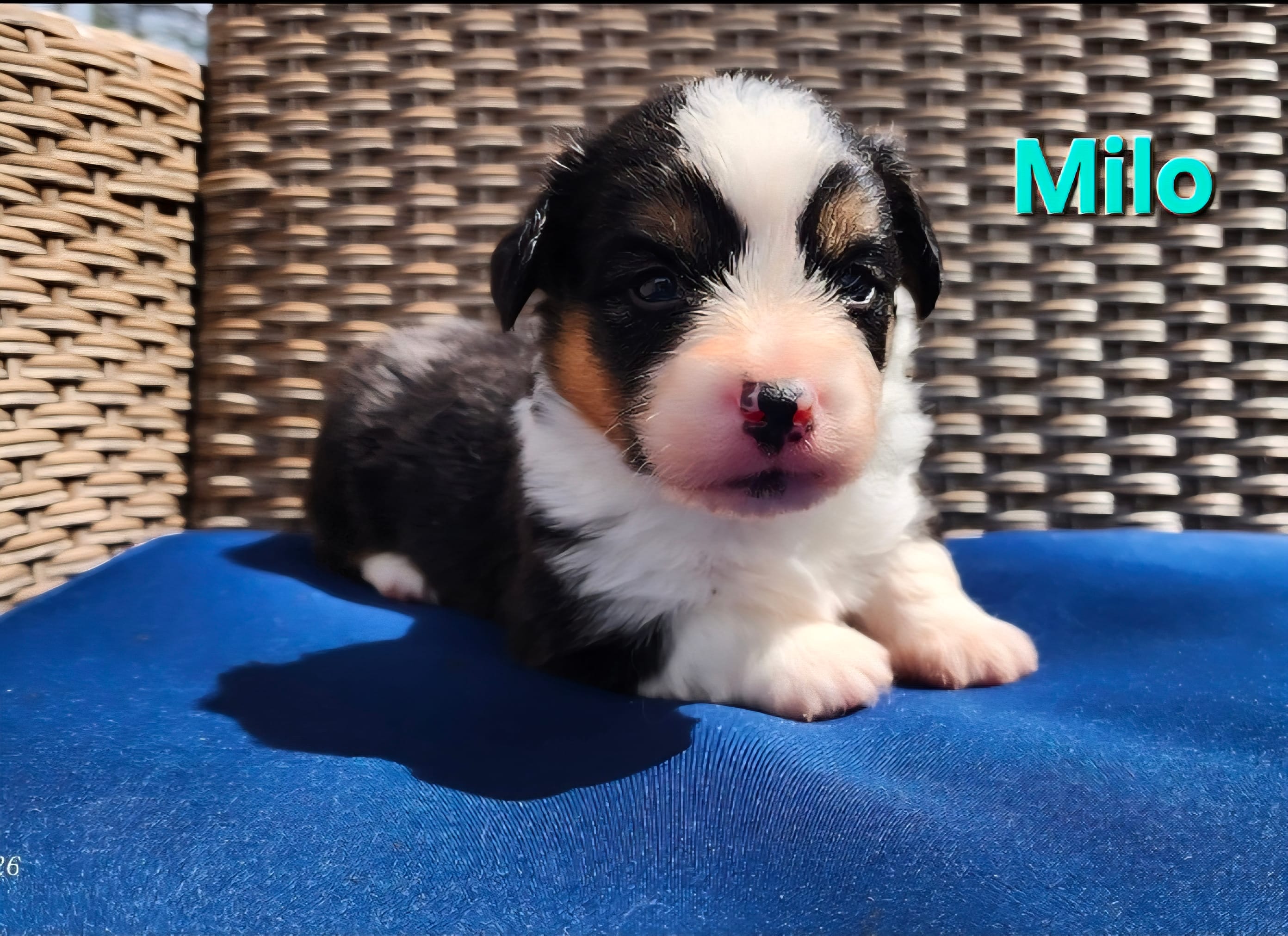 AKC Milo  – Pembroke Welsh Corgi puppy for sale in Harrison, MI