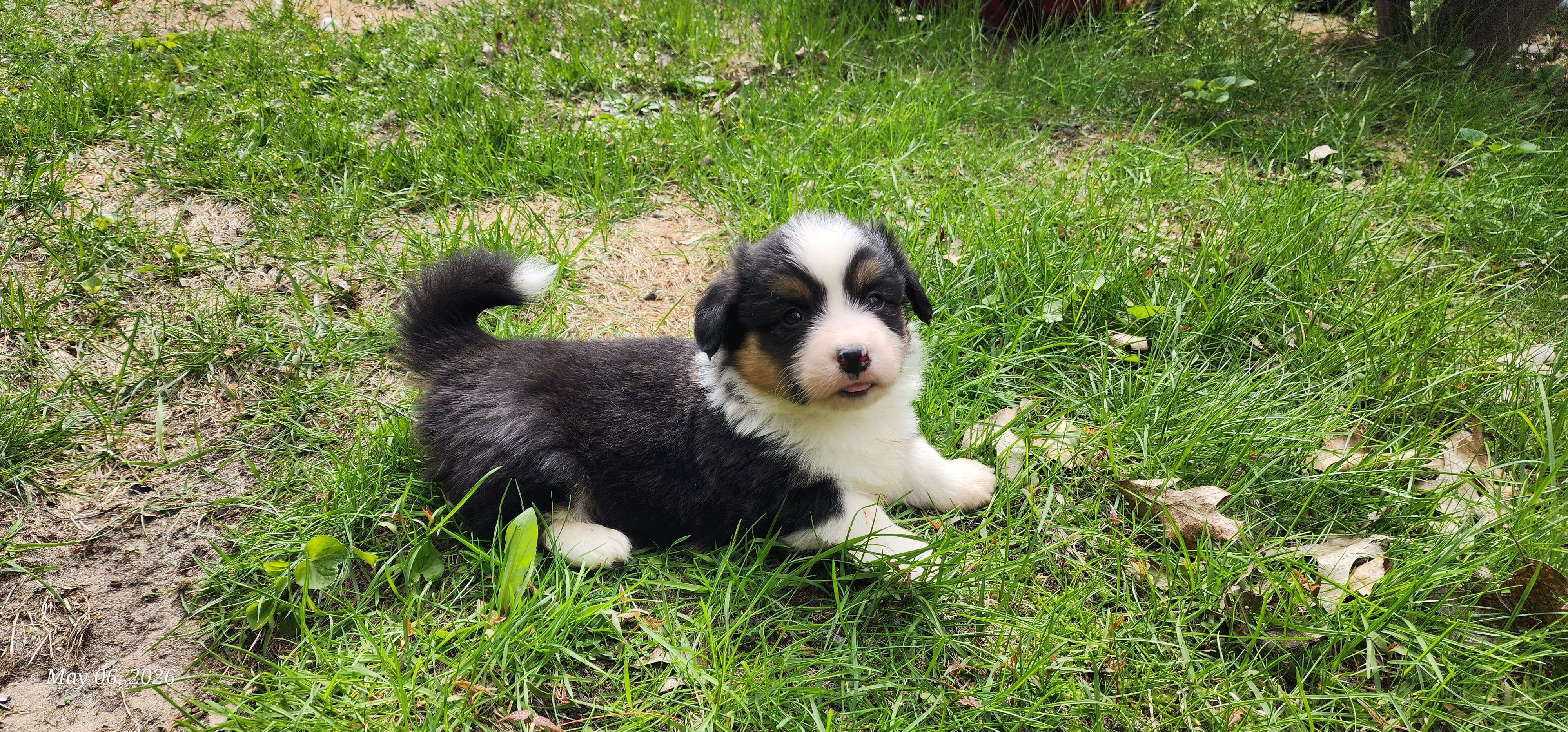 AKC Milo  – Pembroke Welsh Corgi puppy for sale in Harrison, MI