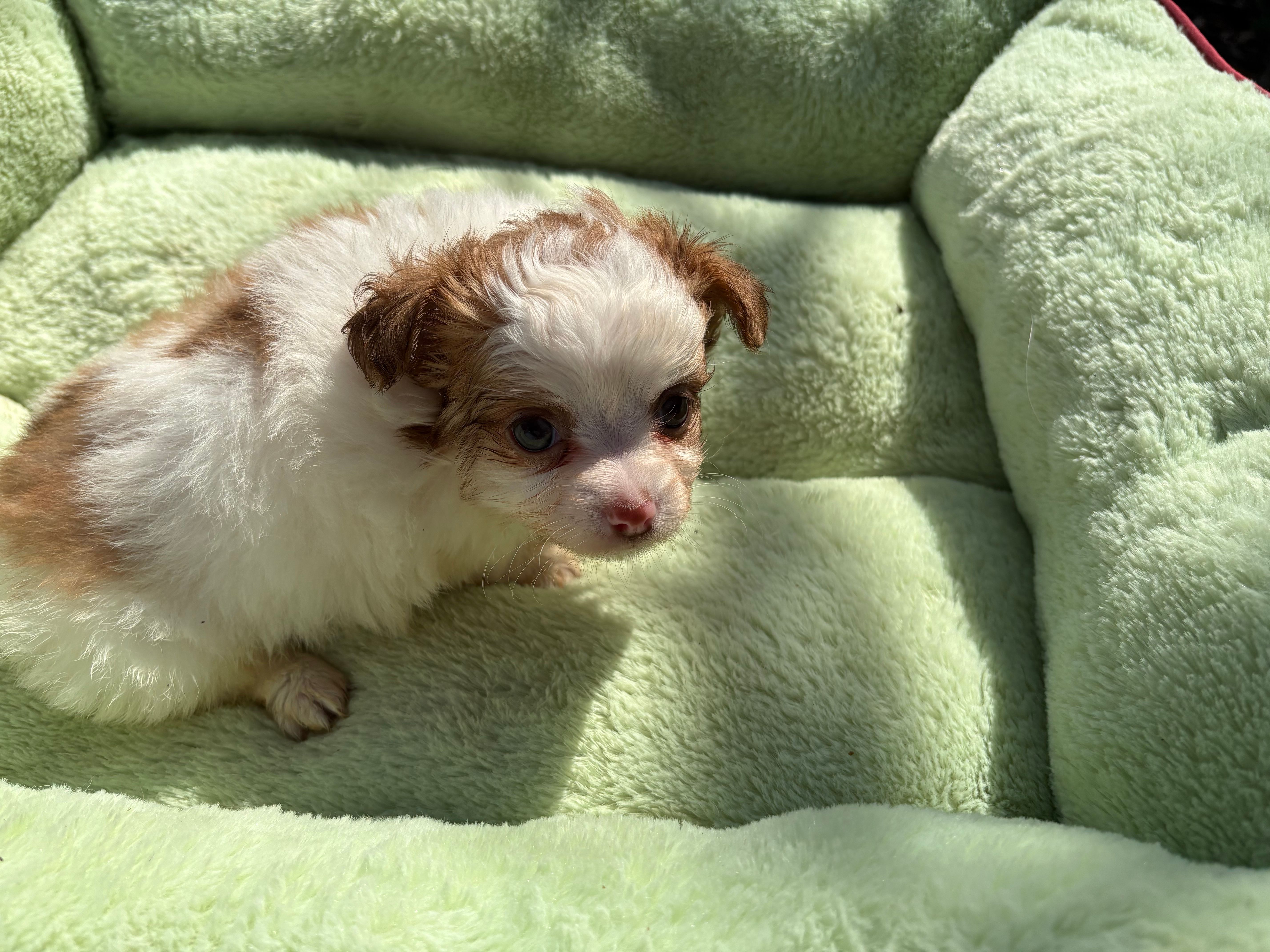 Skipper – Chihuahua puppy for sale in York, SC
