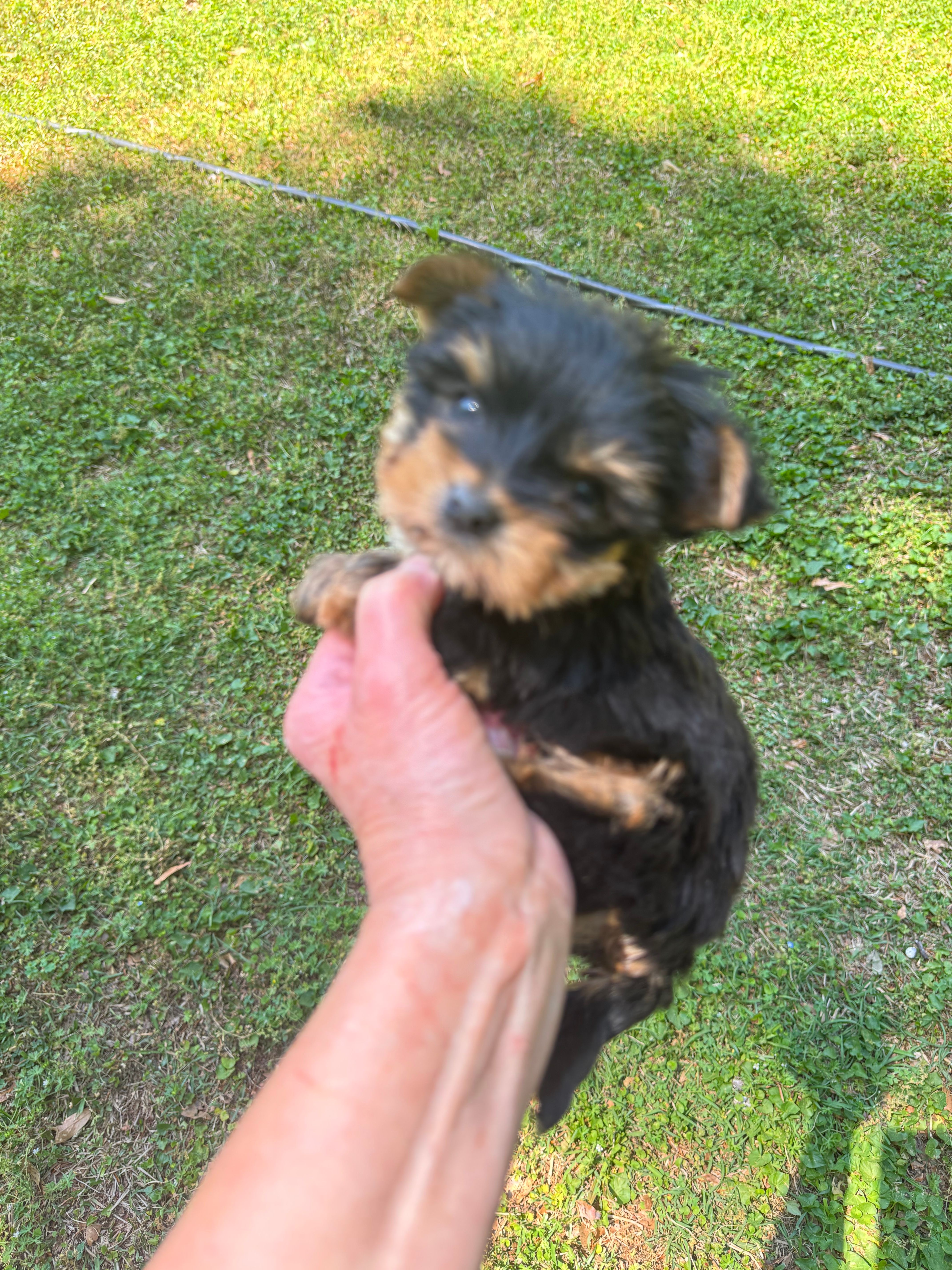 Rose – Yorkshire Terrier puppy for sale in York, SC
